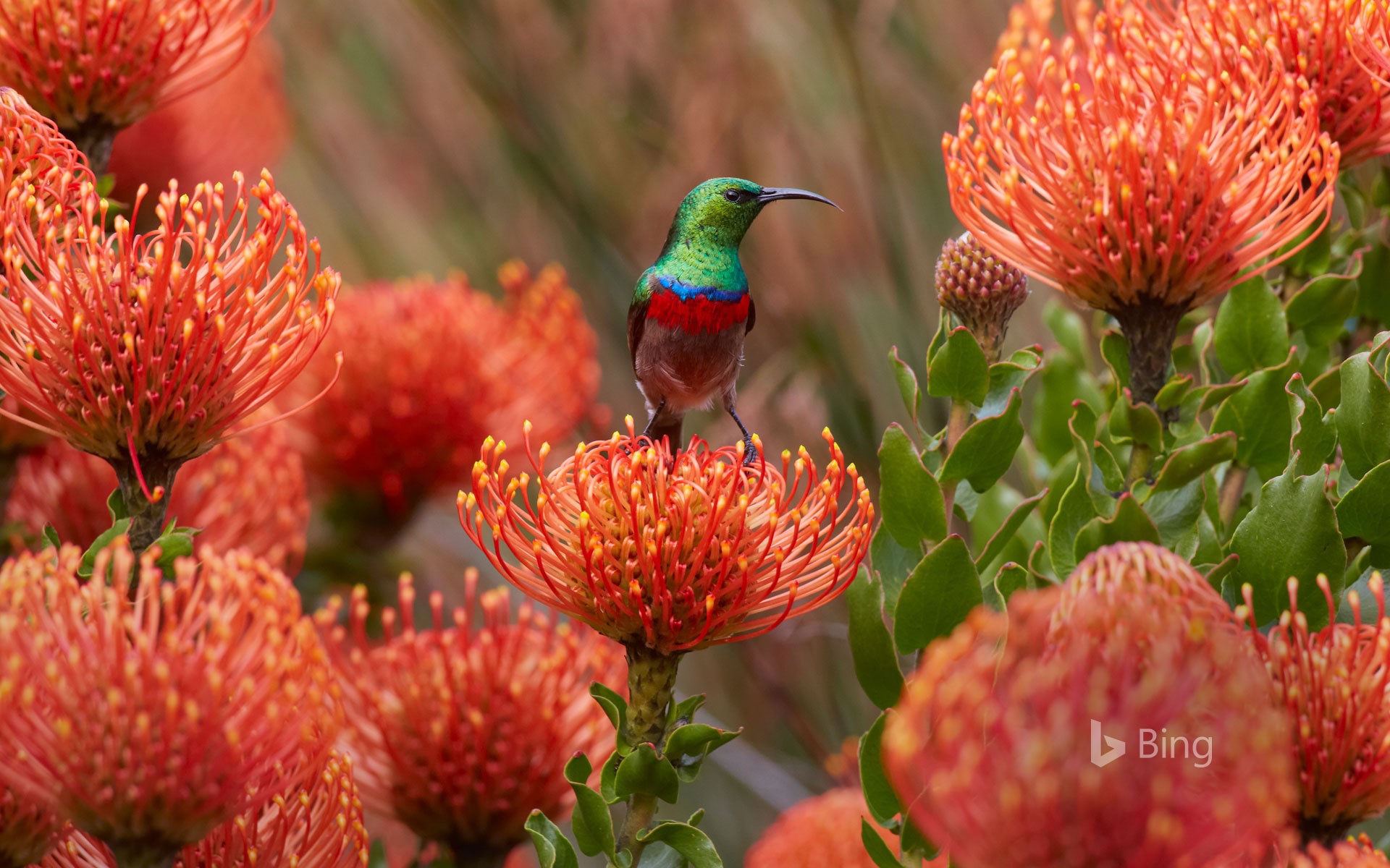 Male southern double-collared sunbird on rocket pincushion flower, Kirstenbosch Garden, Cape Town, South Africa
