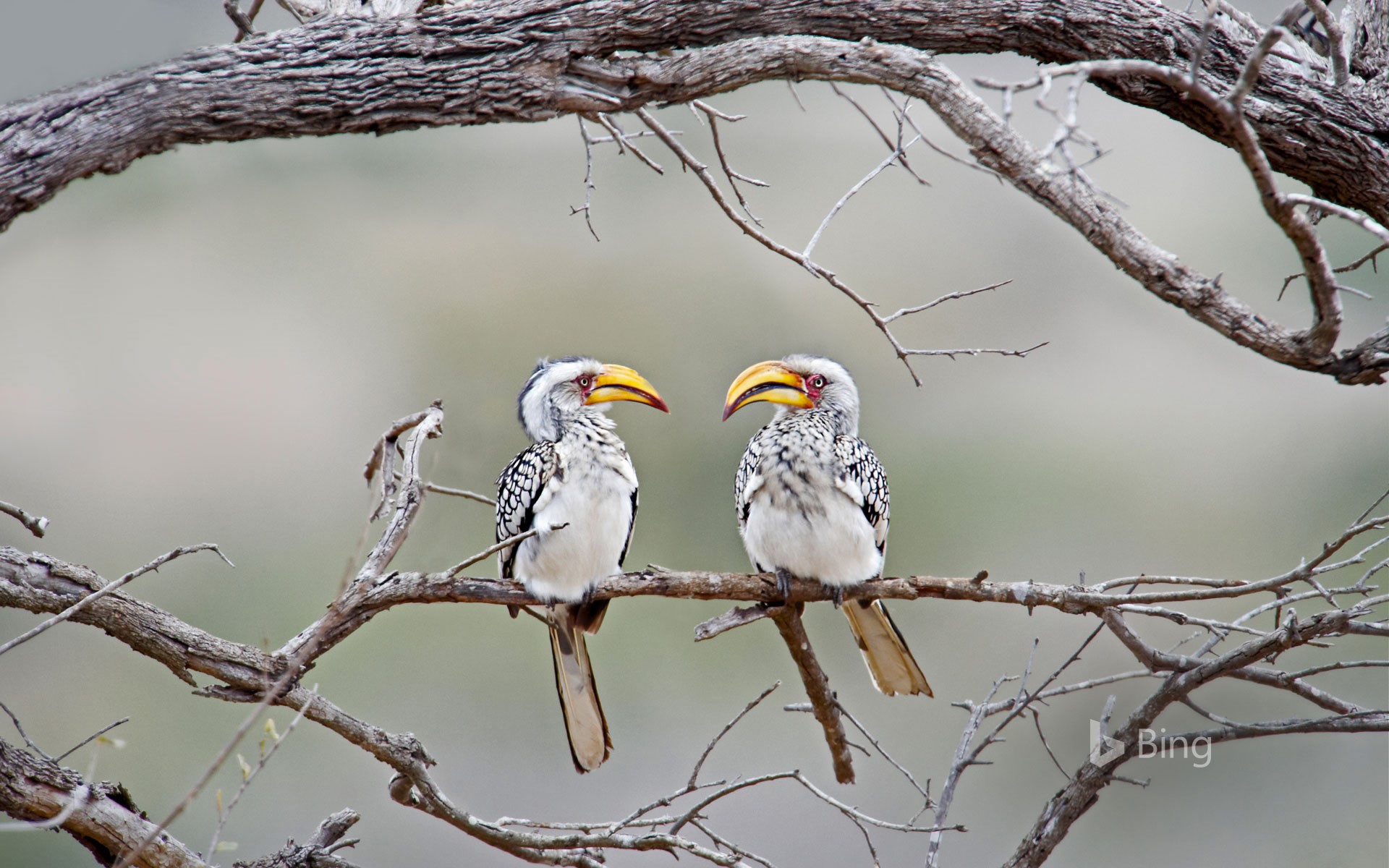 Southern yellow-billed hornbills in Kruger National Park, South Africa