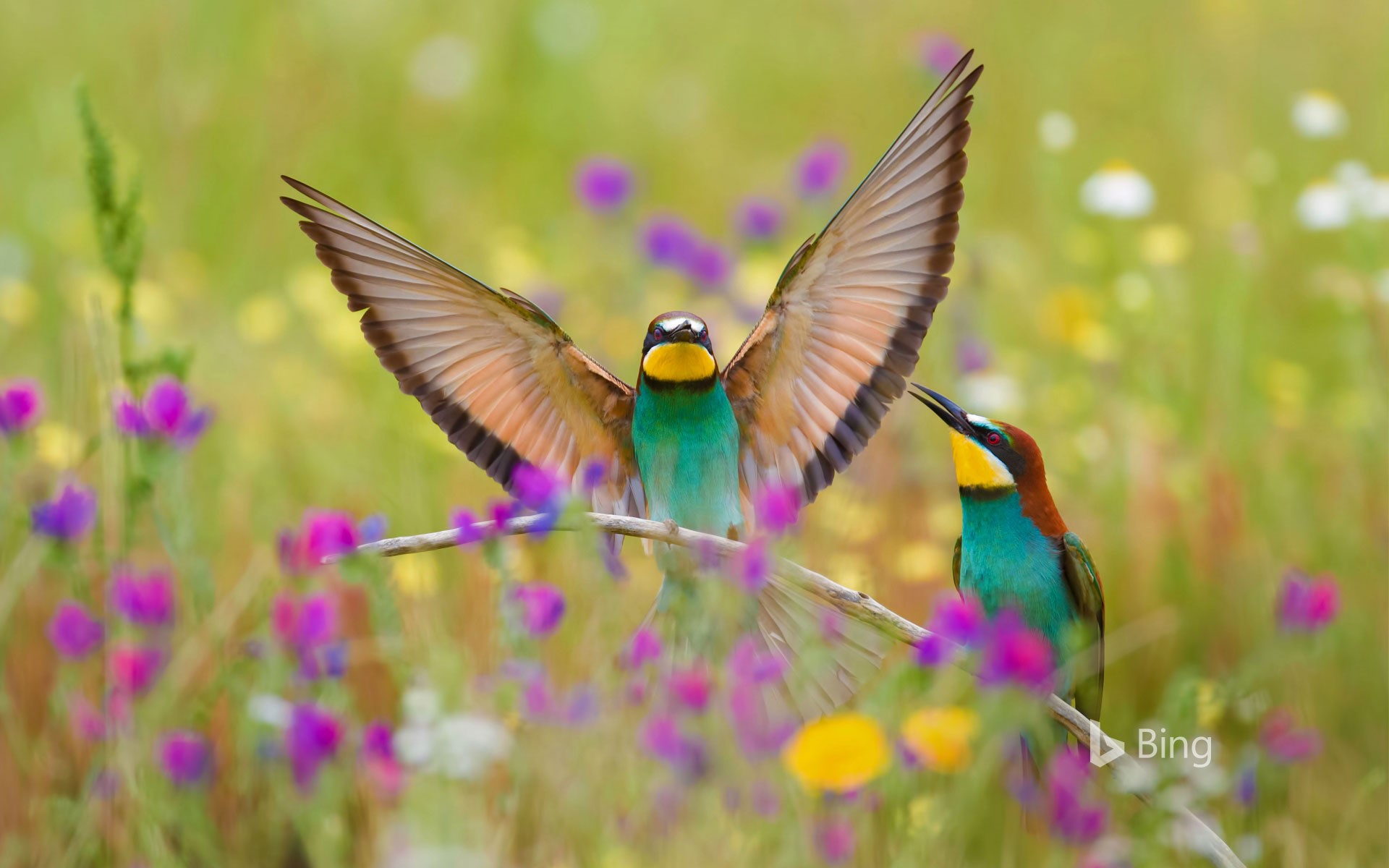 European bee-eaters in the Extremadura region in Spain