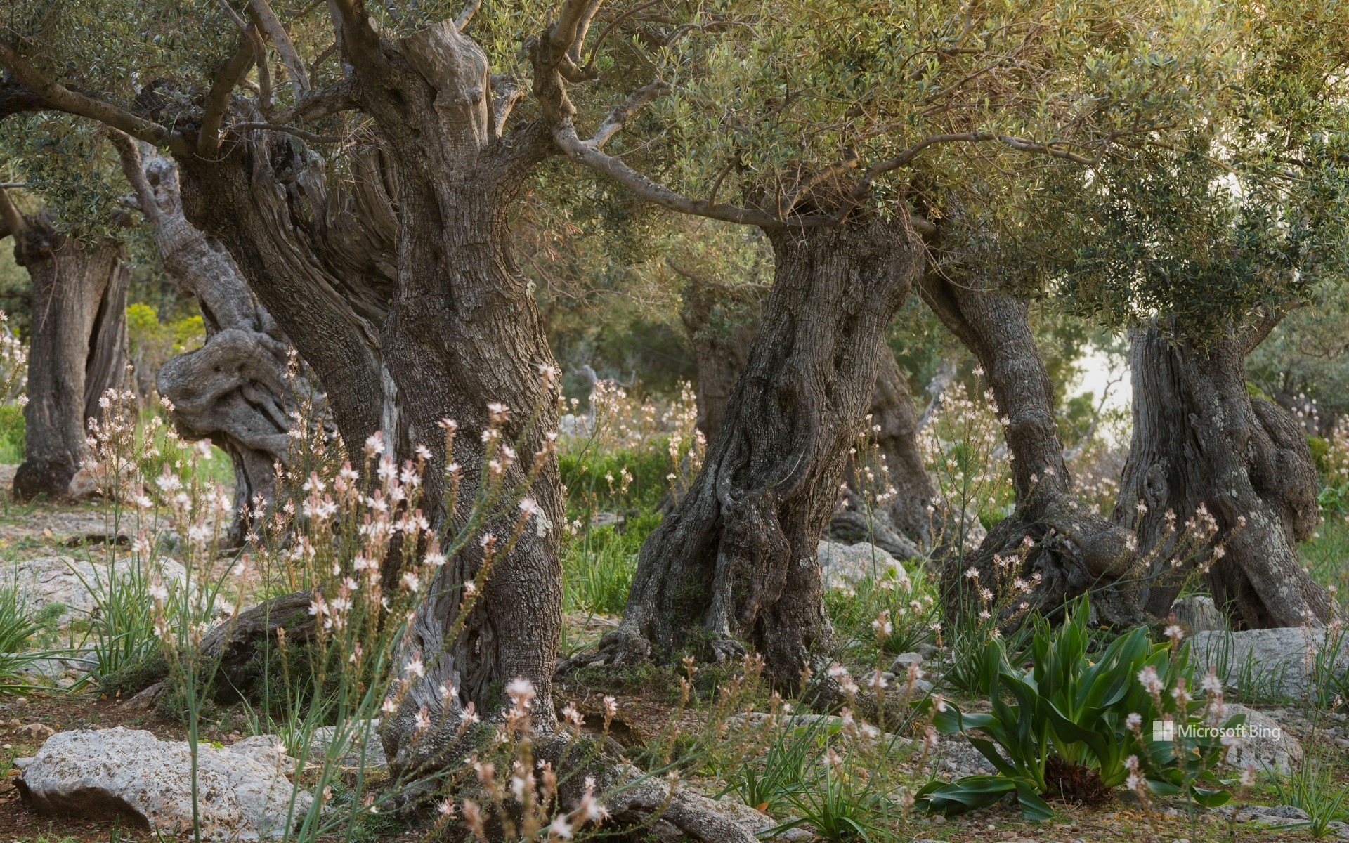 Centennial olive trees in Deyá, Balearic Islands, Spain