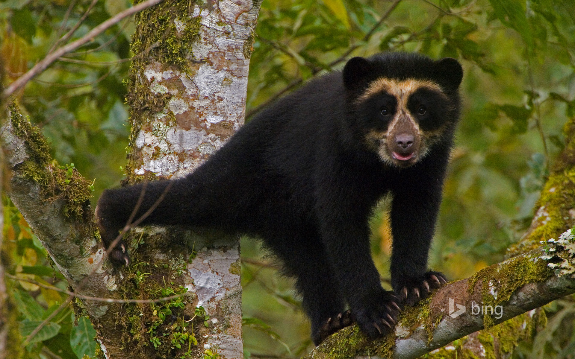 A spectacled bear cub in Maquipucuna Cloudforest Reserve, Ecuador