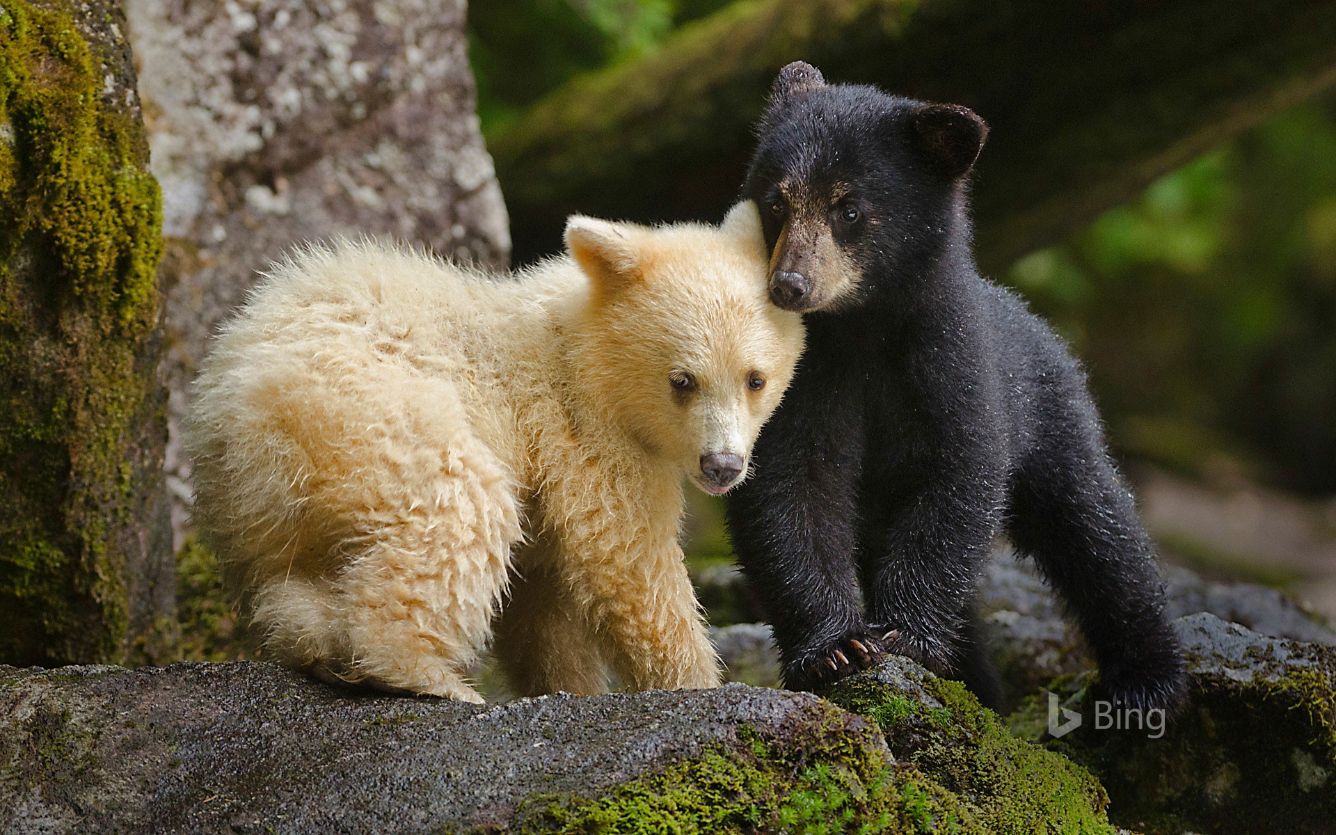 Kermode bear cubs huddling in Canada's Great Bear Rainforest, British Columbia