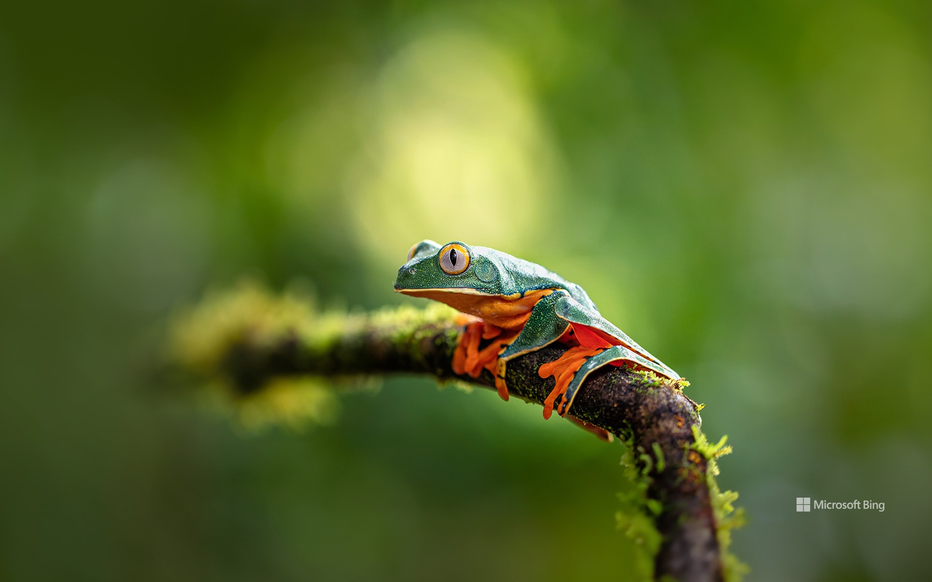 Splendid leaf frog