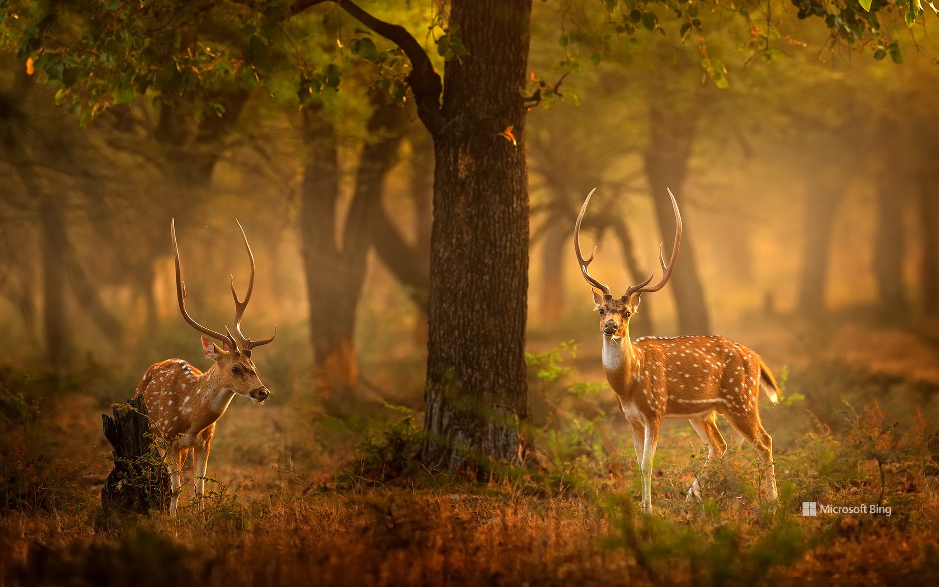 Spotted deer, Ranthambore National Park, Rajasthan, India