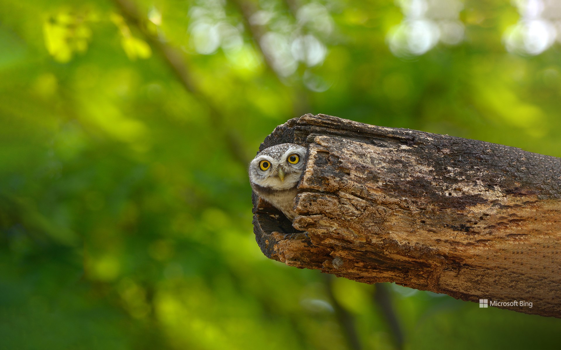 Spotted owlet, Bangkok, Thailand - Bing Wallpapers - Sonu Rai