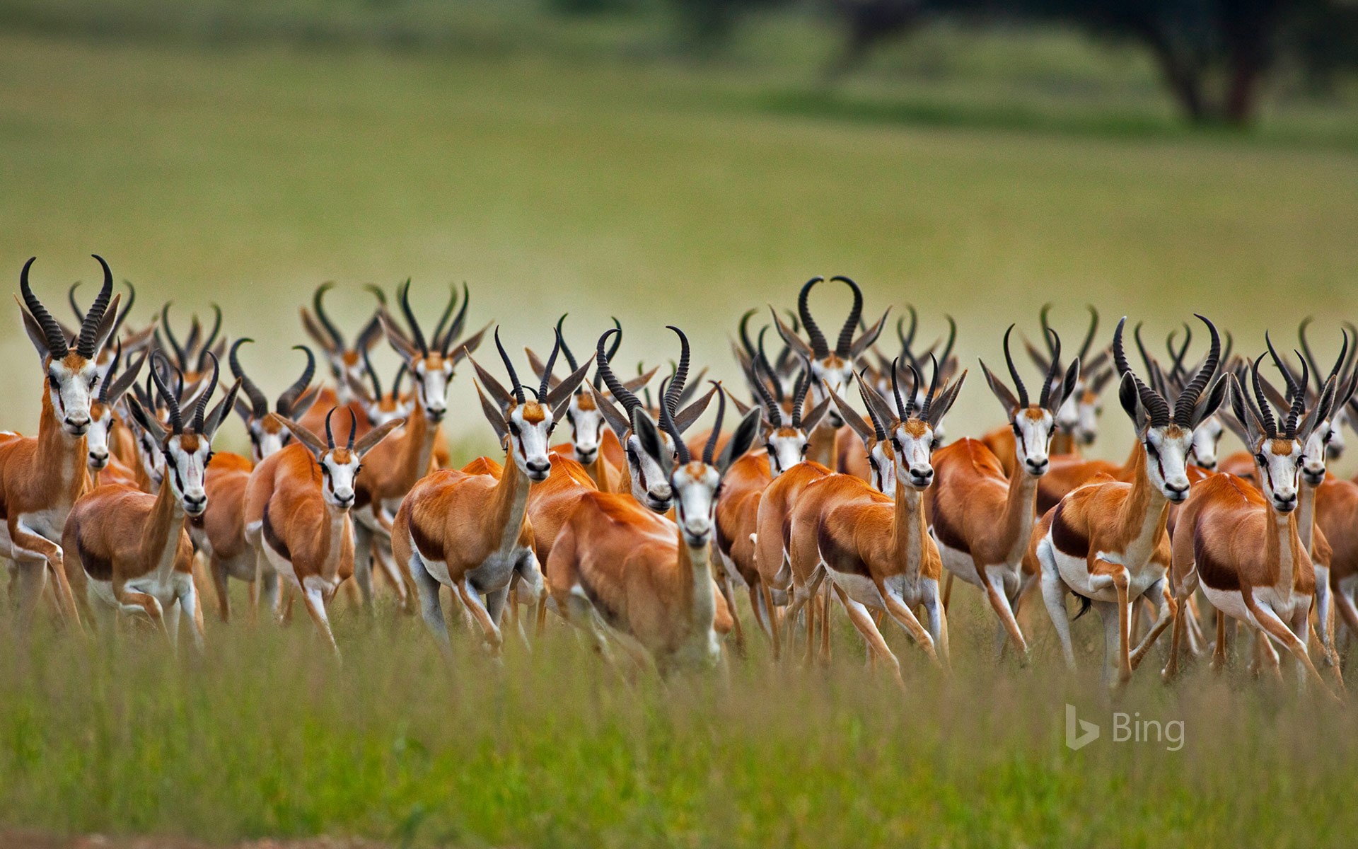 A herd of male springboks in the Kalahari region of South Africa