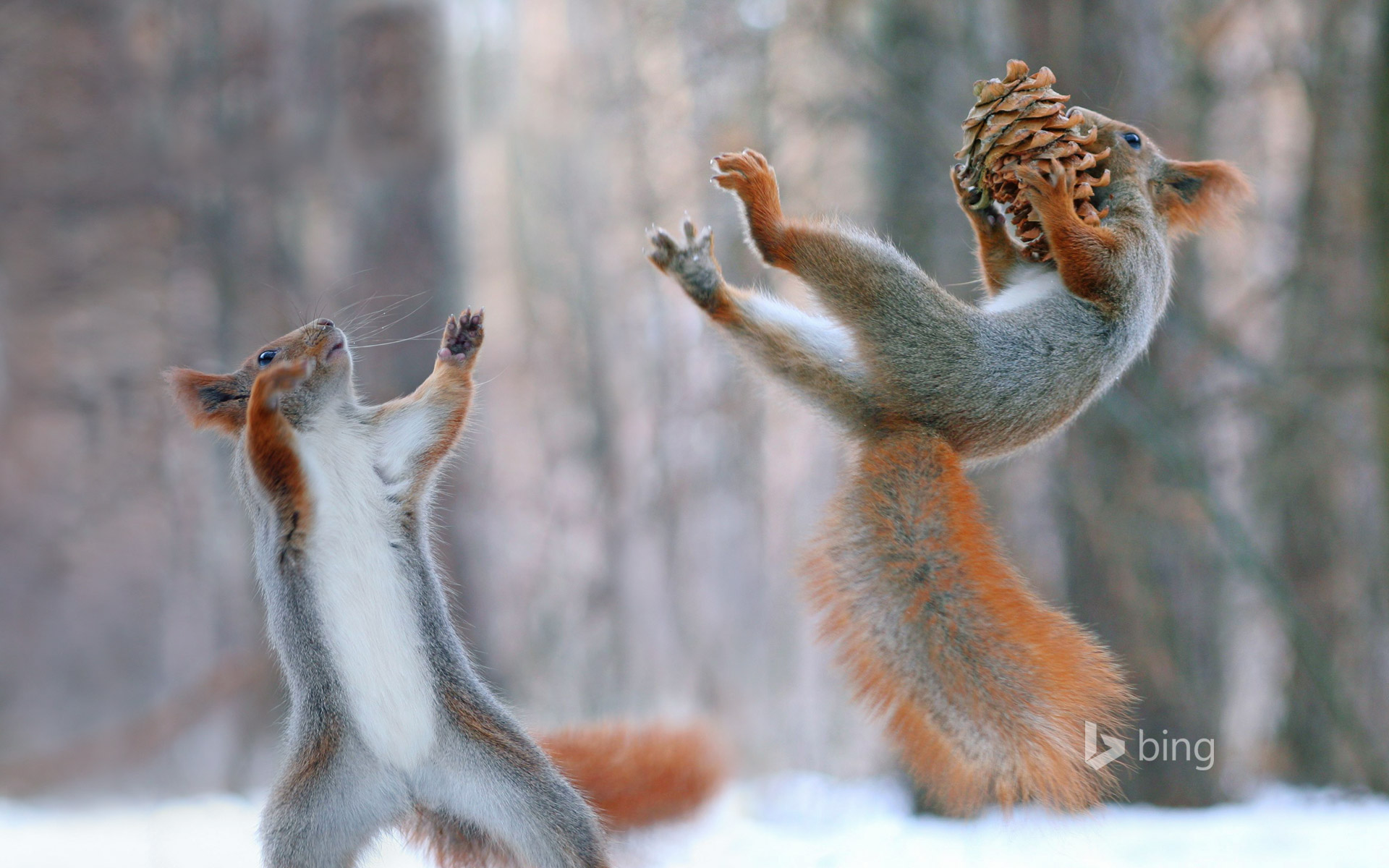 Eurasian red squirrels in action