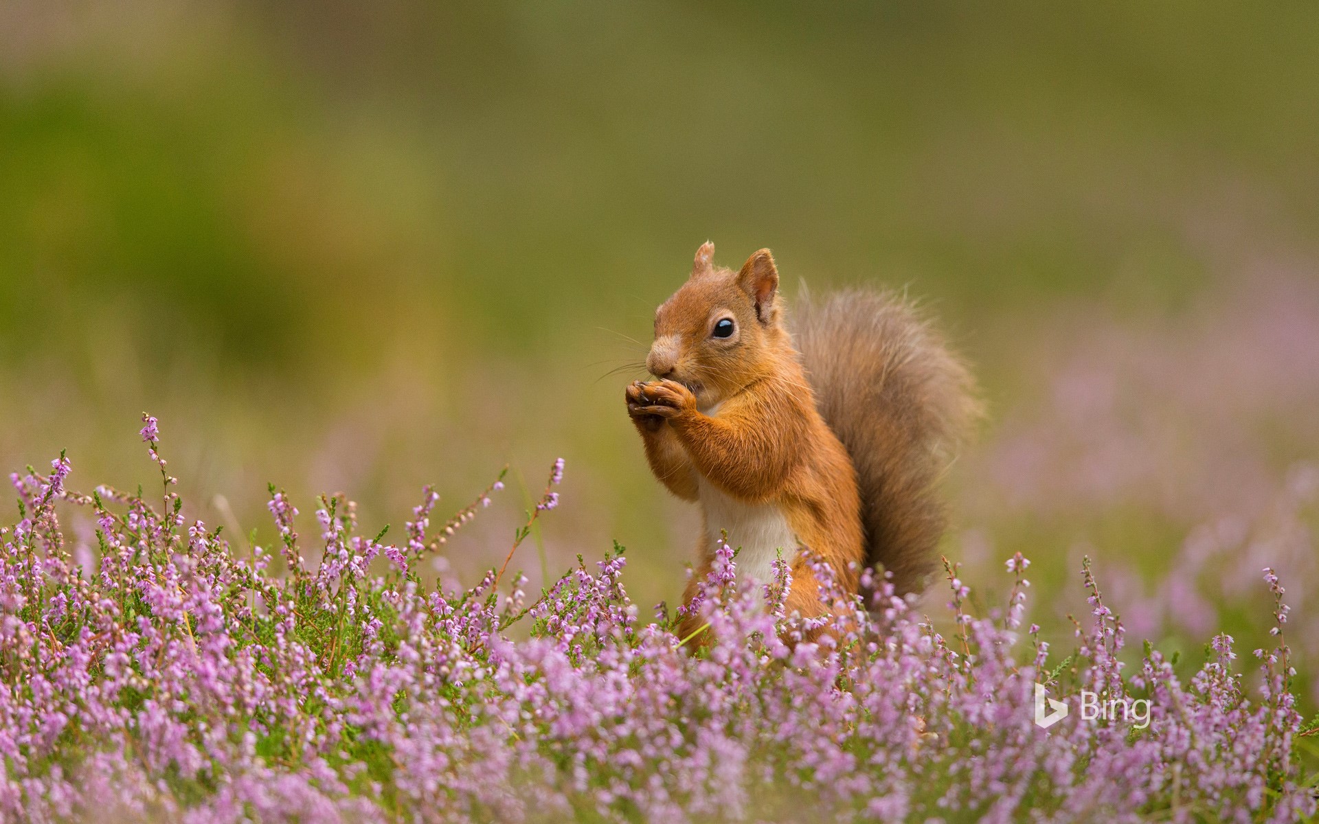 Red squirrel in heather, Scotland