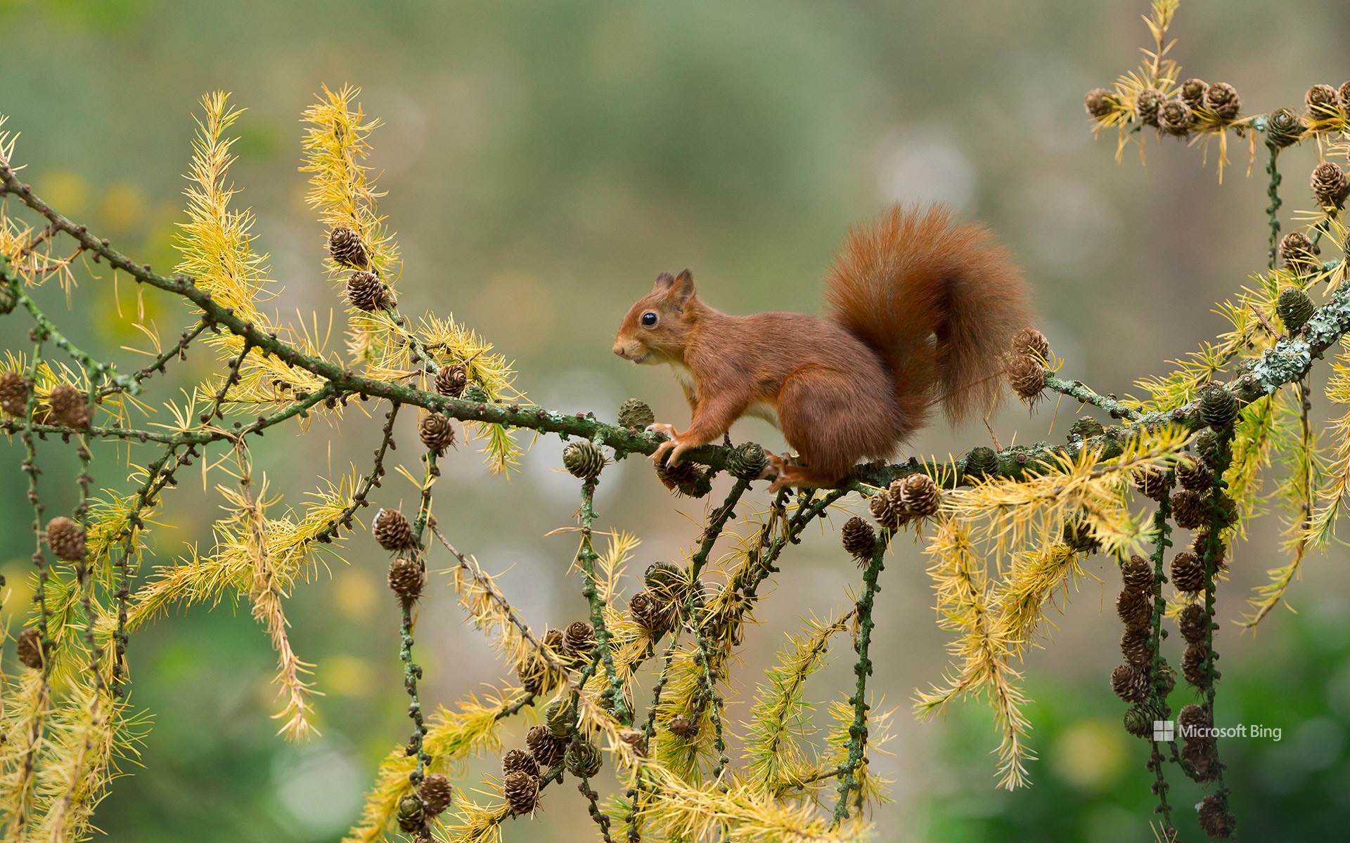 Eurasian red squirrel, Netherlands