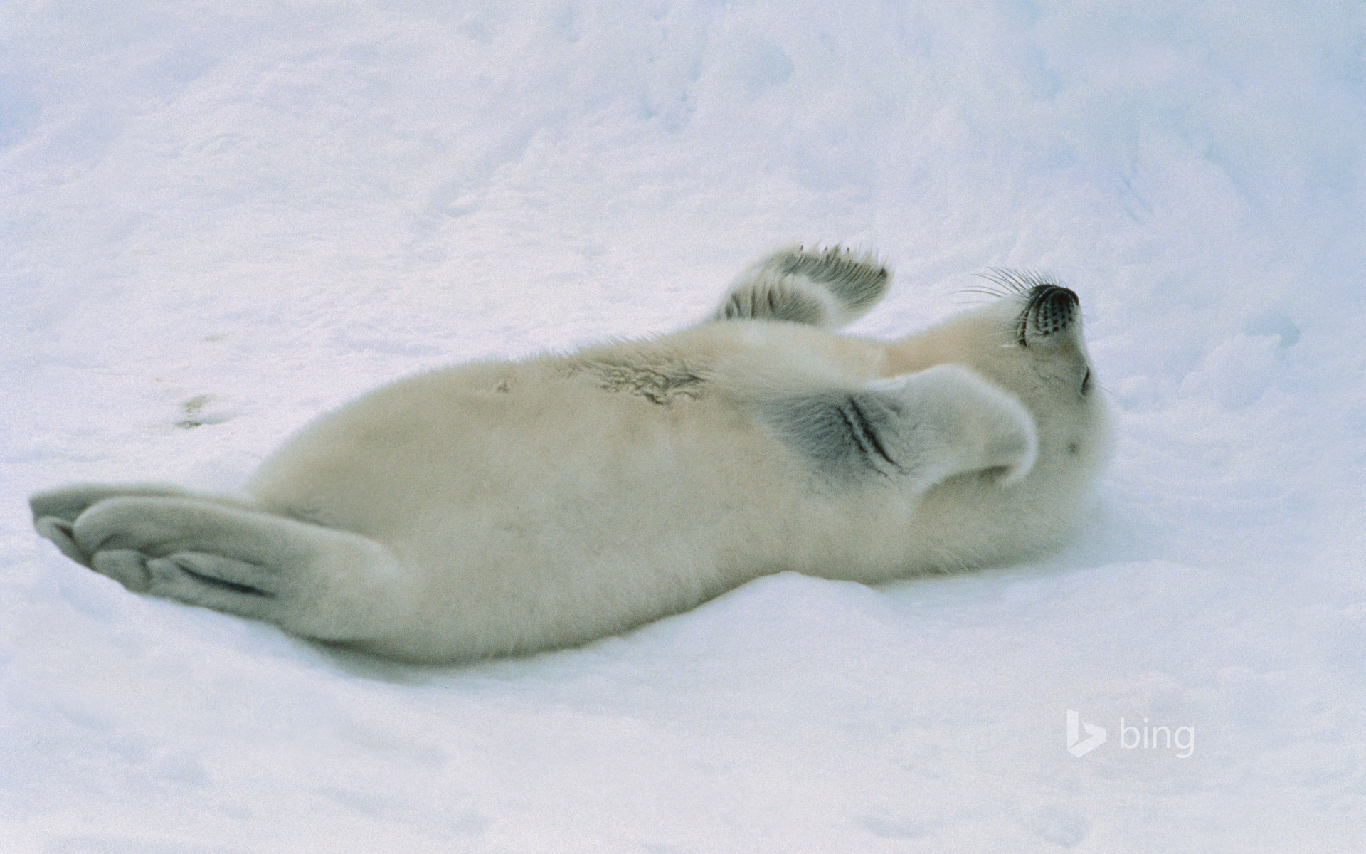 Harp seal pup at the Gulf of St. Lawrence, Canada