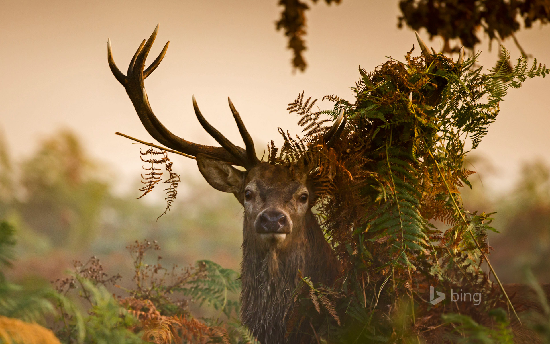 A male red deer in London’s Richmond Park