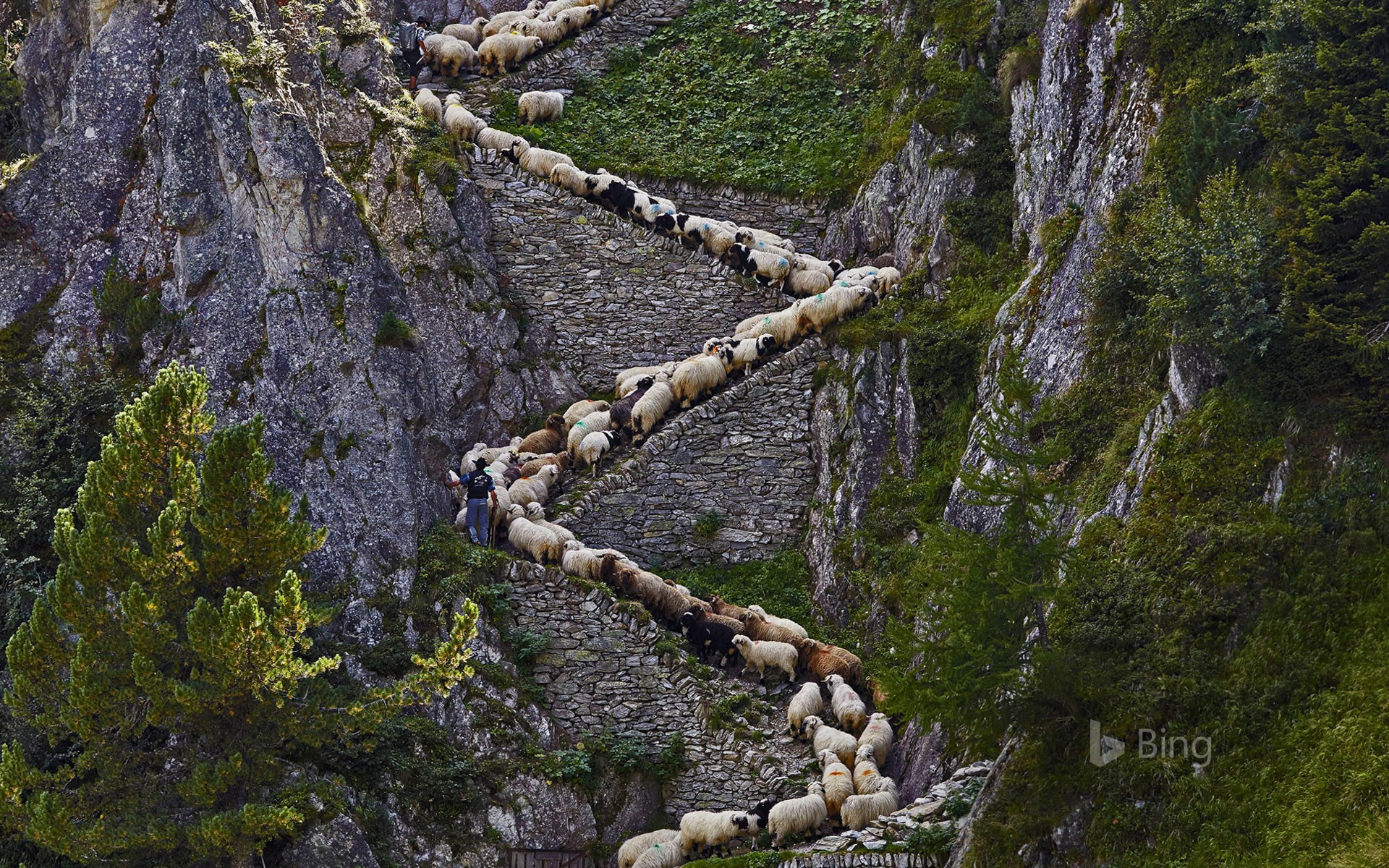 Valais Blacknose sheep in Valais, Switzerland
