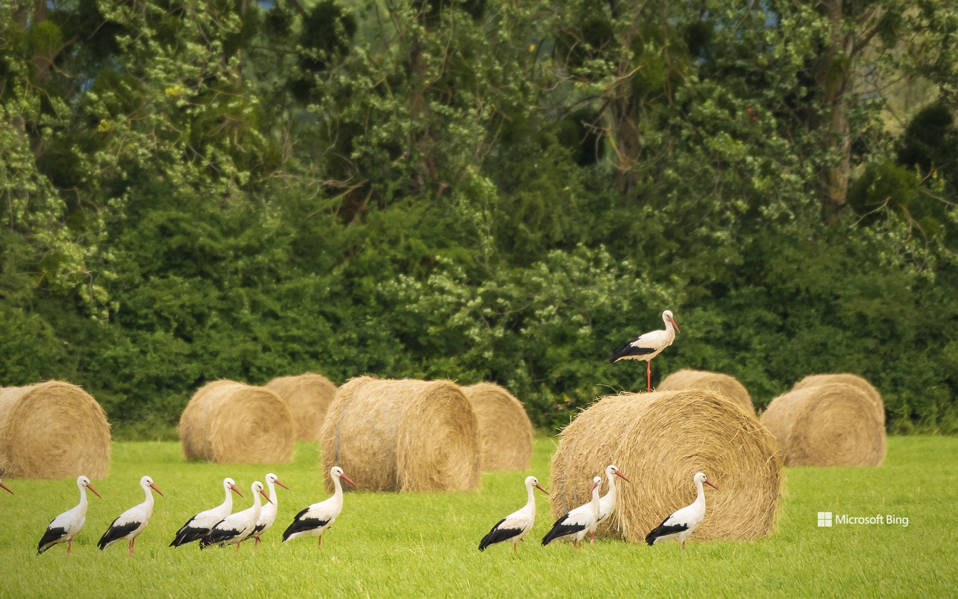 White storks in a field of haystacks