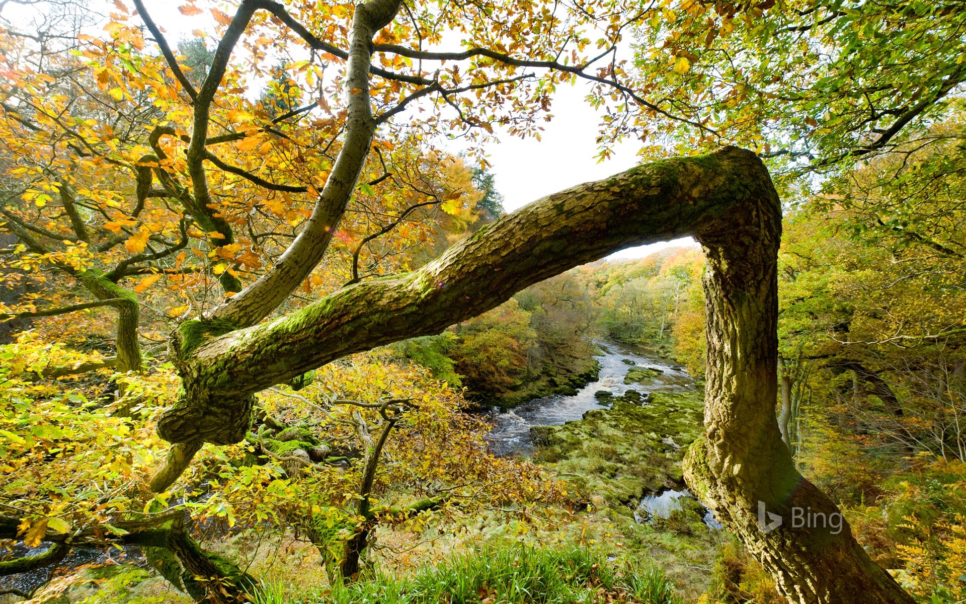 Views from Strid Wood over the River Wharfe in North Yorkshire