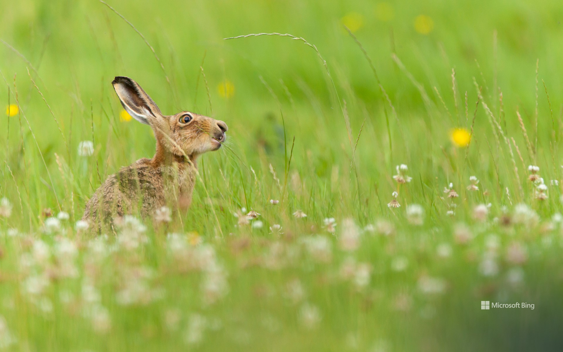 European hare, West Midlands, England