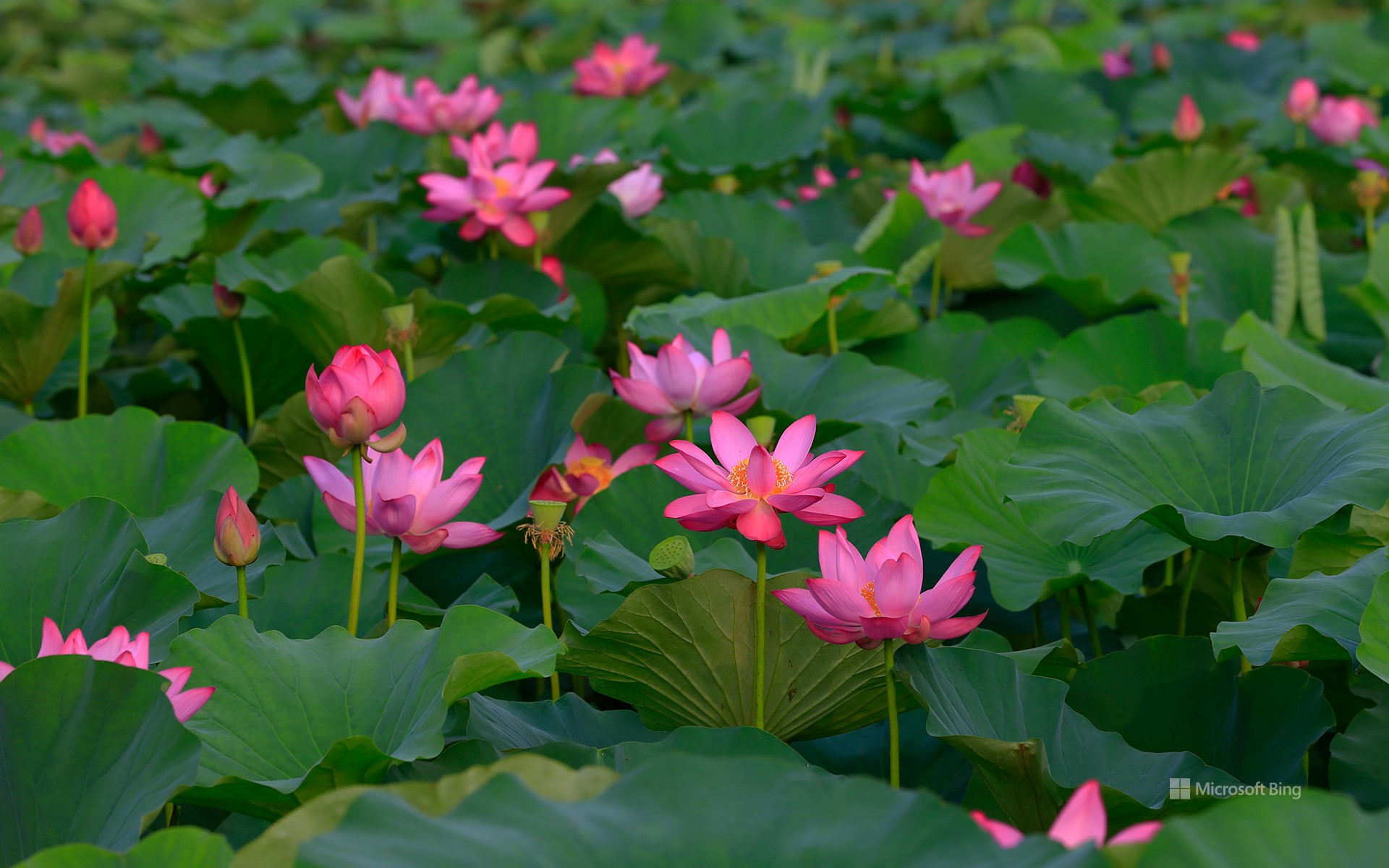 summer blooming lotus