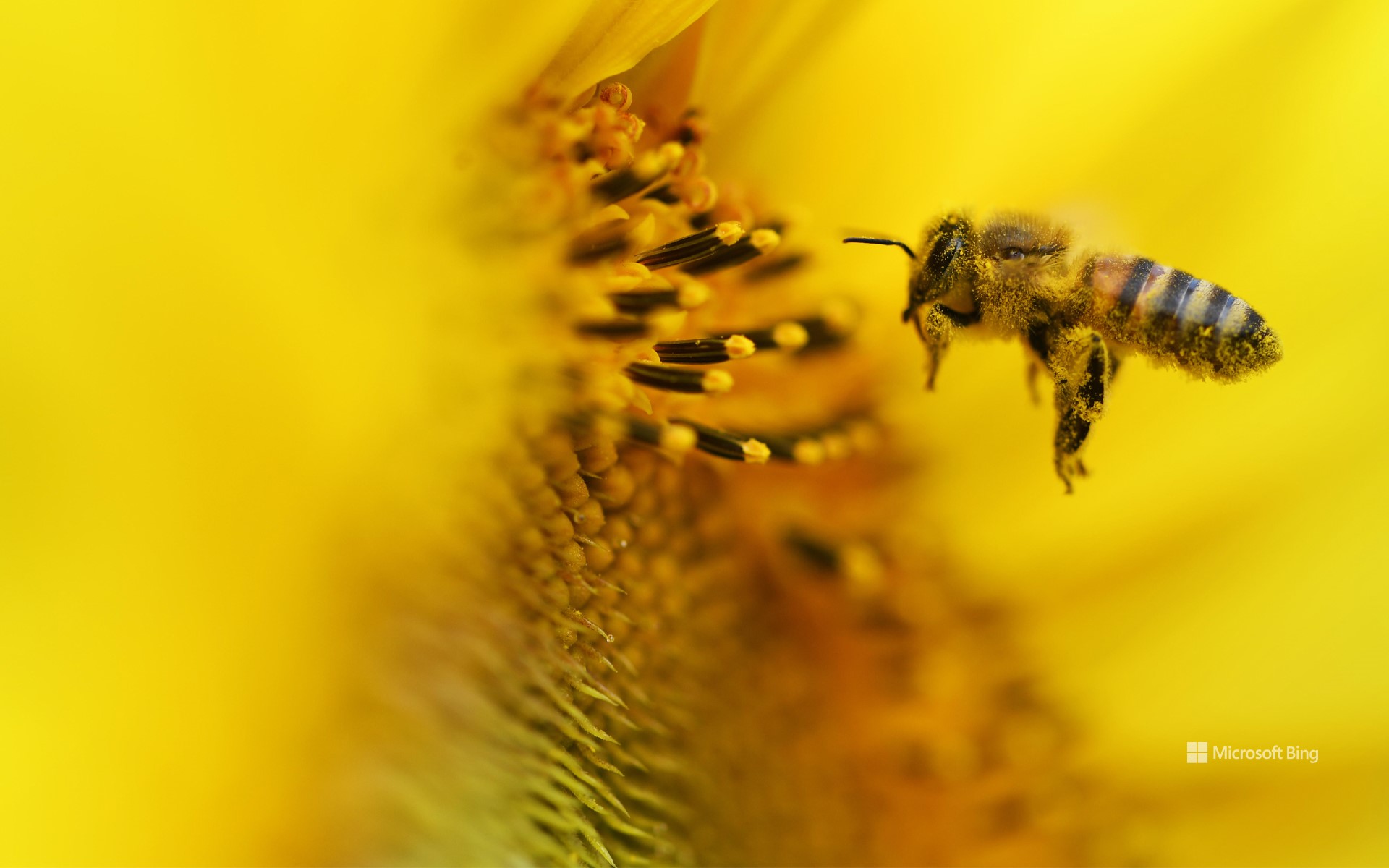 Bee in the sunflower field near Fresdorf