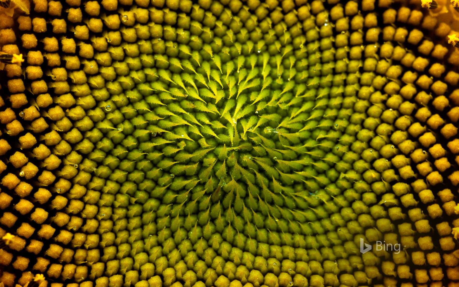 Detail of the inside of a sunflower, Boulder, Colorado