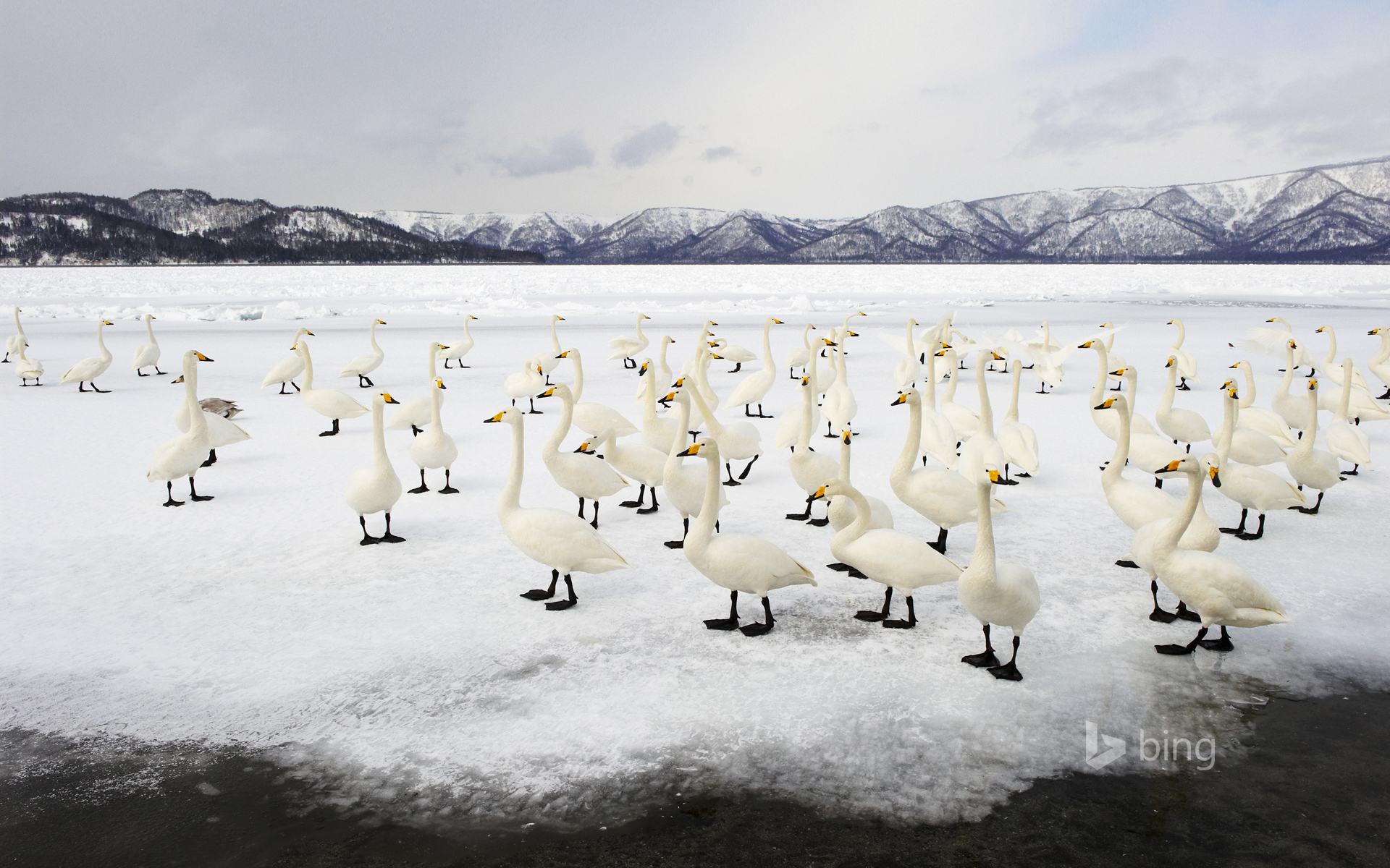 Whooper swans, Lake Kussharo, Akan National Park, Japan