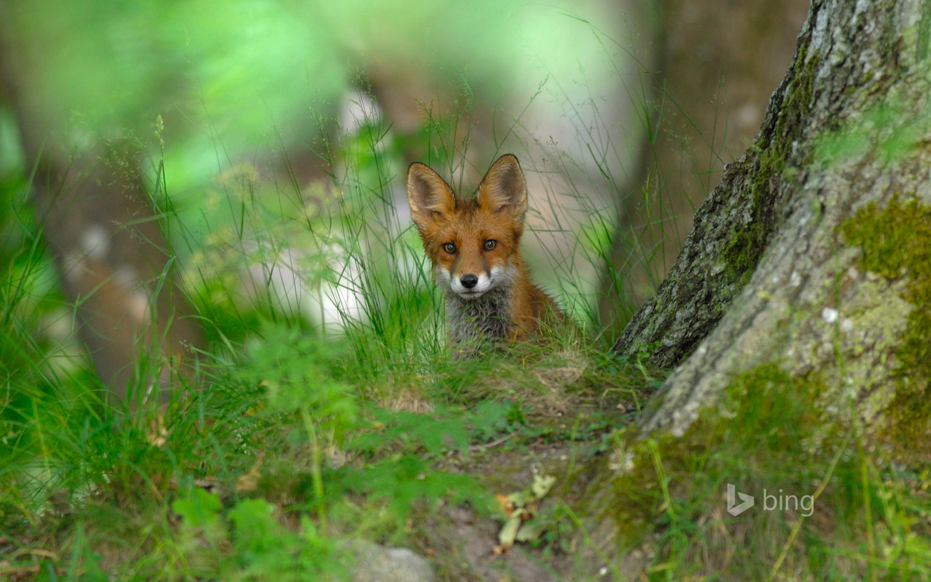 A red fox in the forest of Elfvik near Lidingö, Sweden