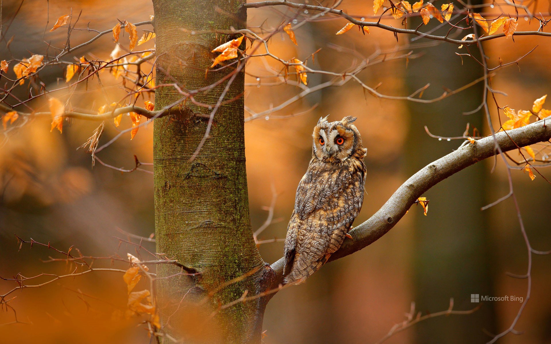 Long-eared owl in the Bohemian-Moravian Highlands of the Czech Republic