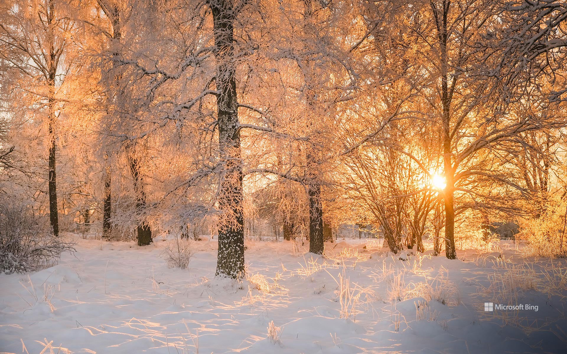 Dawn light through frosted trees, Sweden