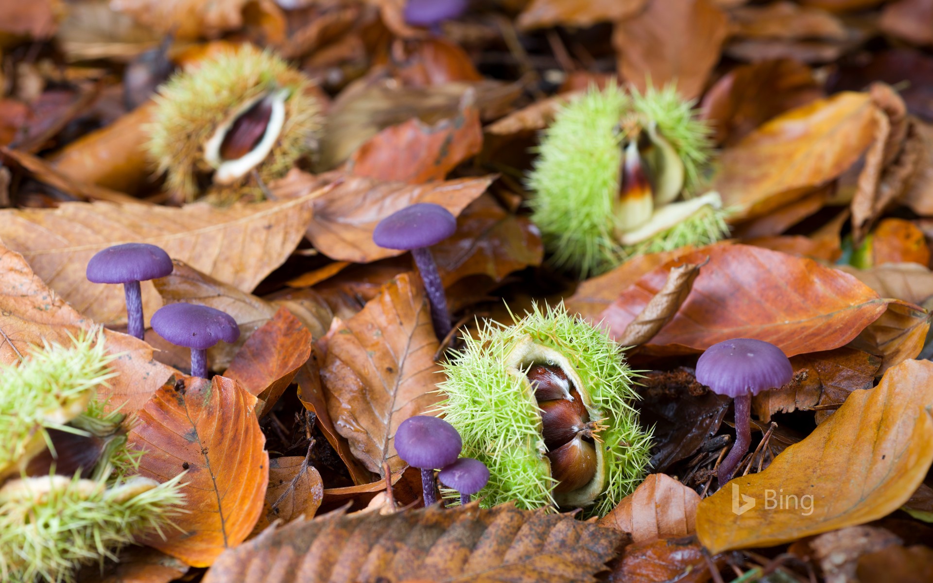 Fallen sweet chestnuts and amethyst deceivers in Norfolk, England