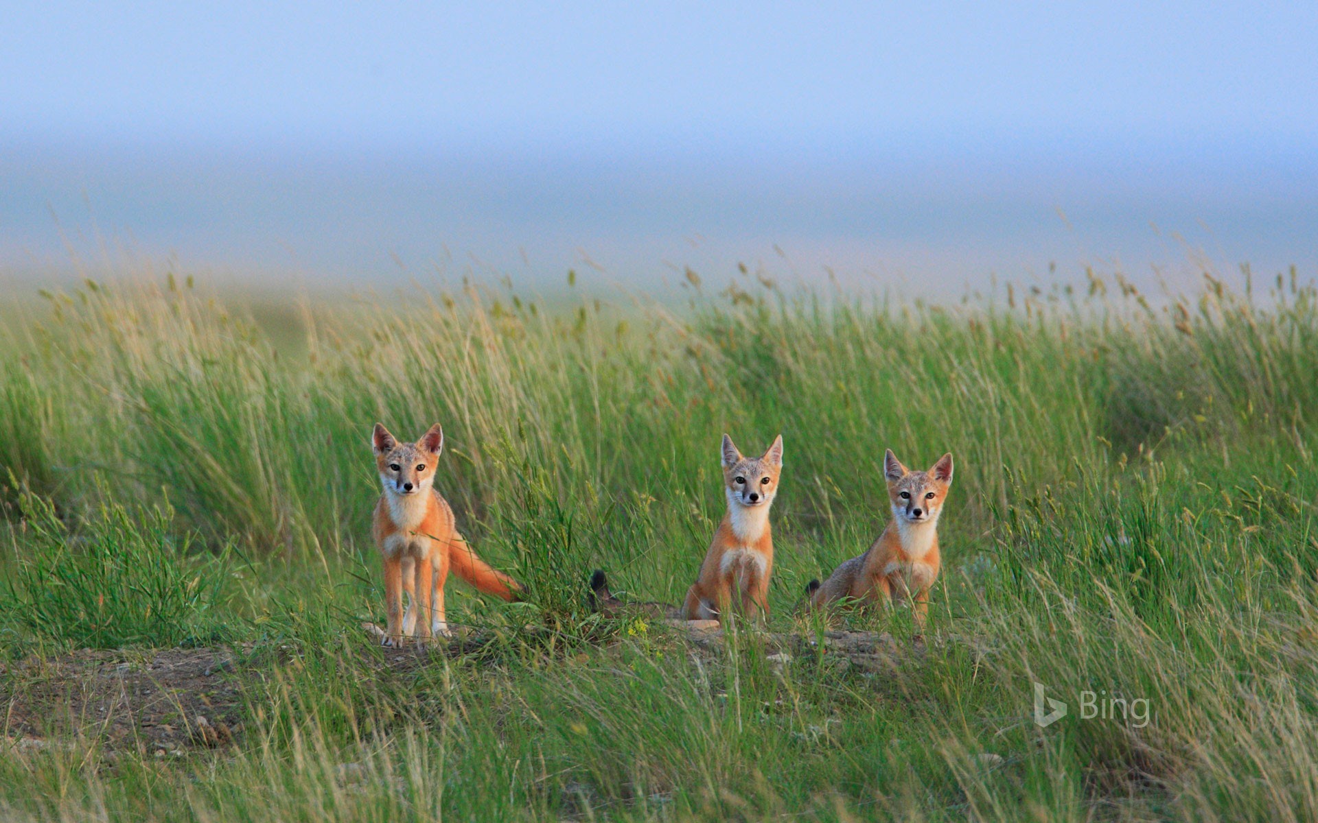 Swift fox pups in Grasslands National Park near Val Marie in Saskatchewan, Canada
