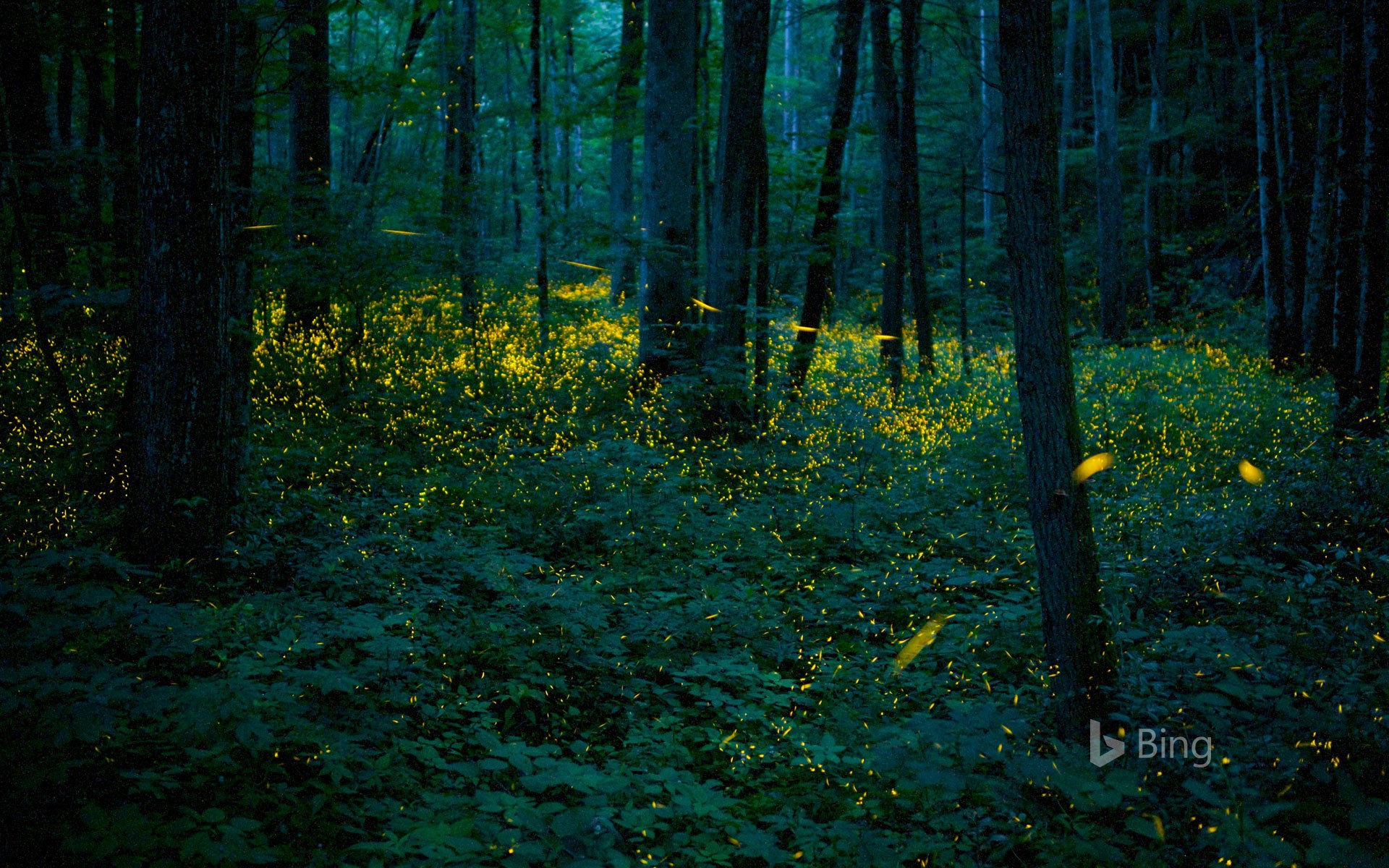 Synchronous fireflies illuminate the forests of Great Smoky Mountains National Park, Tennessee