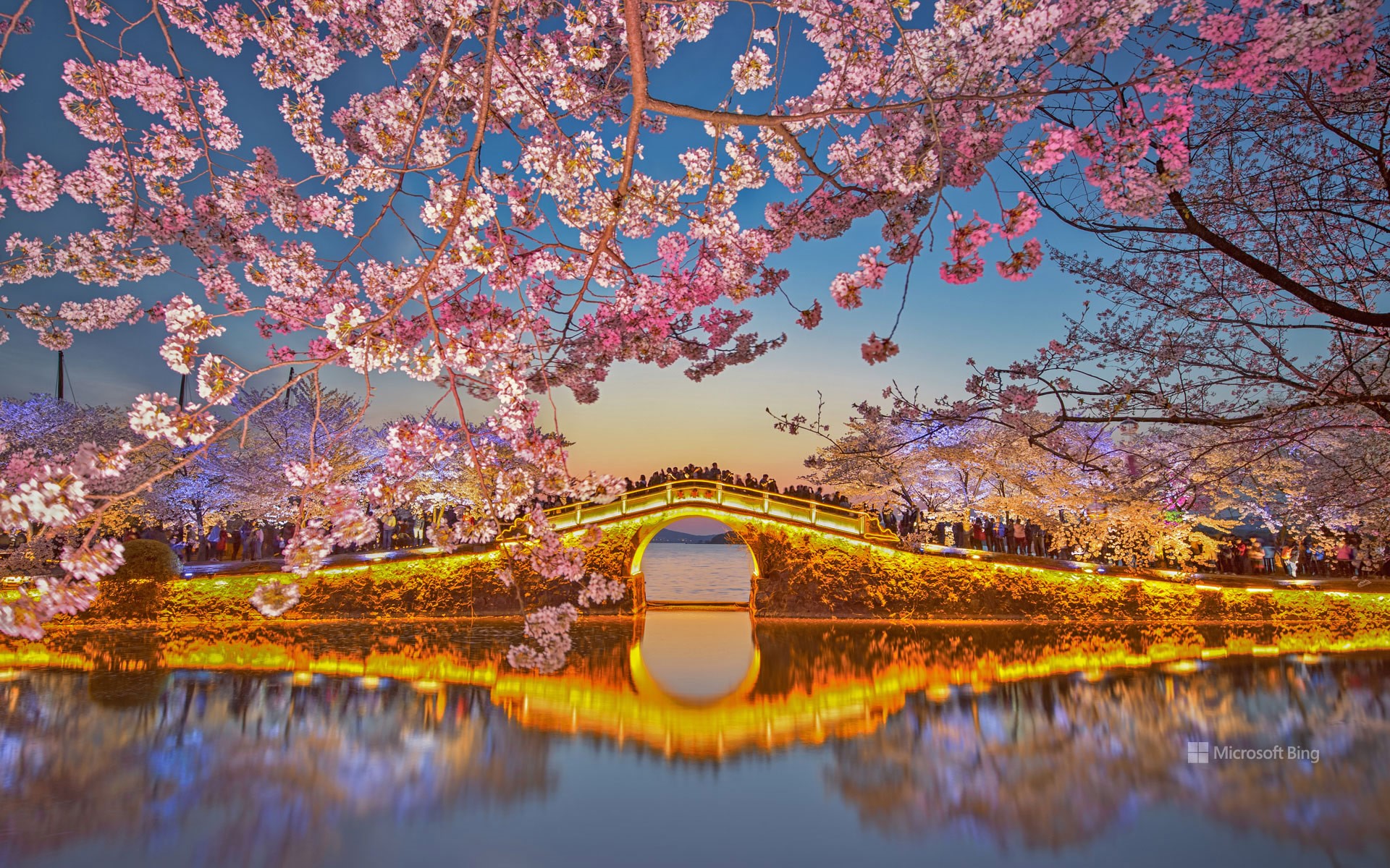 Cherry blossoms, Lake Tai, Wuxi, China