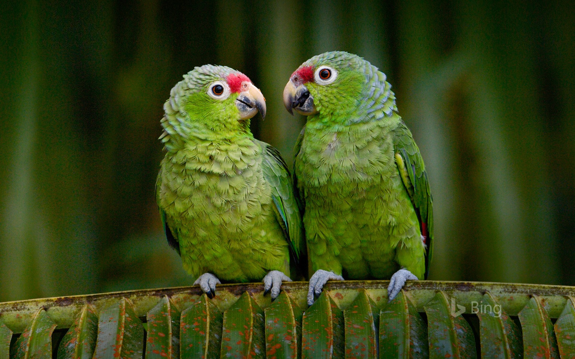 Red-lored parrots in Ecuador