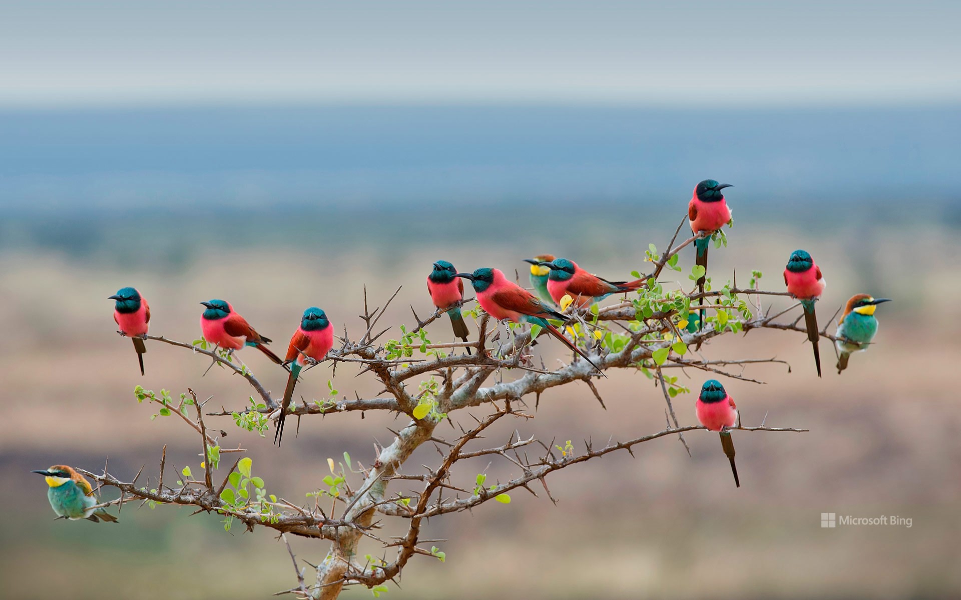 Northern carmine and European bee-eaters in Mkomazi National Park, Tanzania