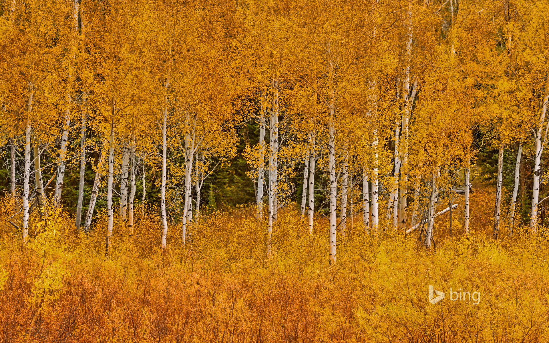 Autumn aspens in Grand Teton National Park, Wyoming