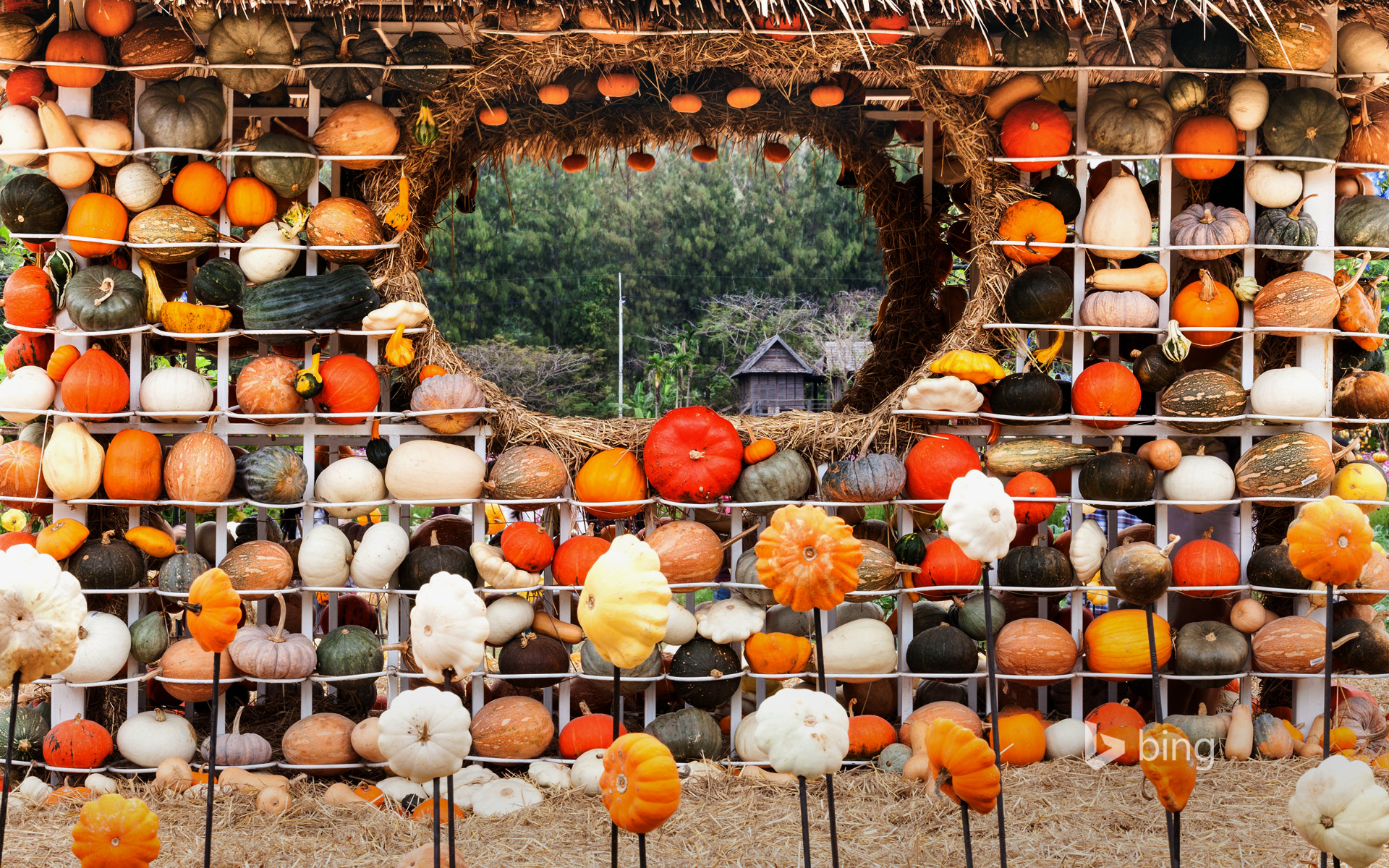 Colorful display of gourds, squash, and pumpkins in Nakhon Ratchasima, Thailand