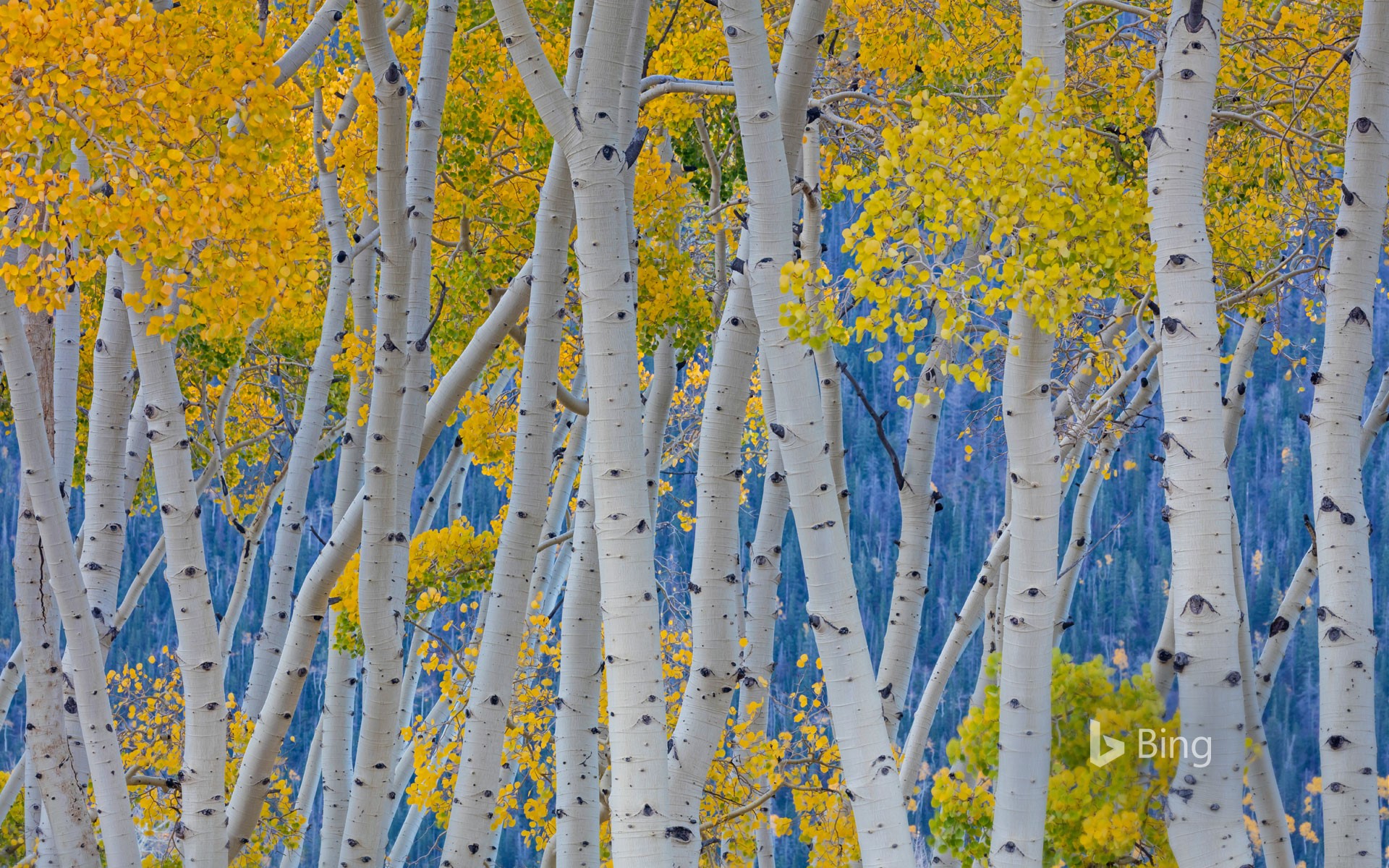 Pando, a quaking aspen grove in Fishlake National Forest, Utah
