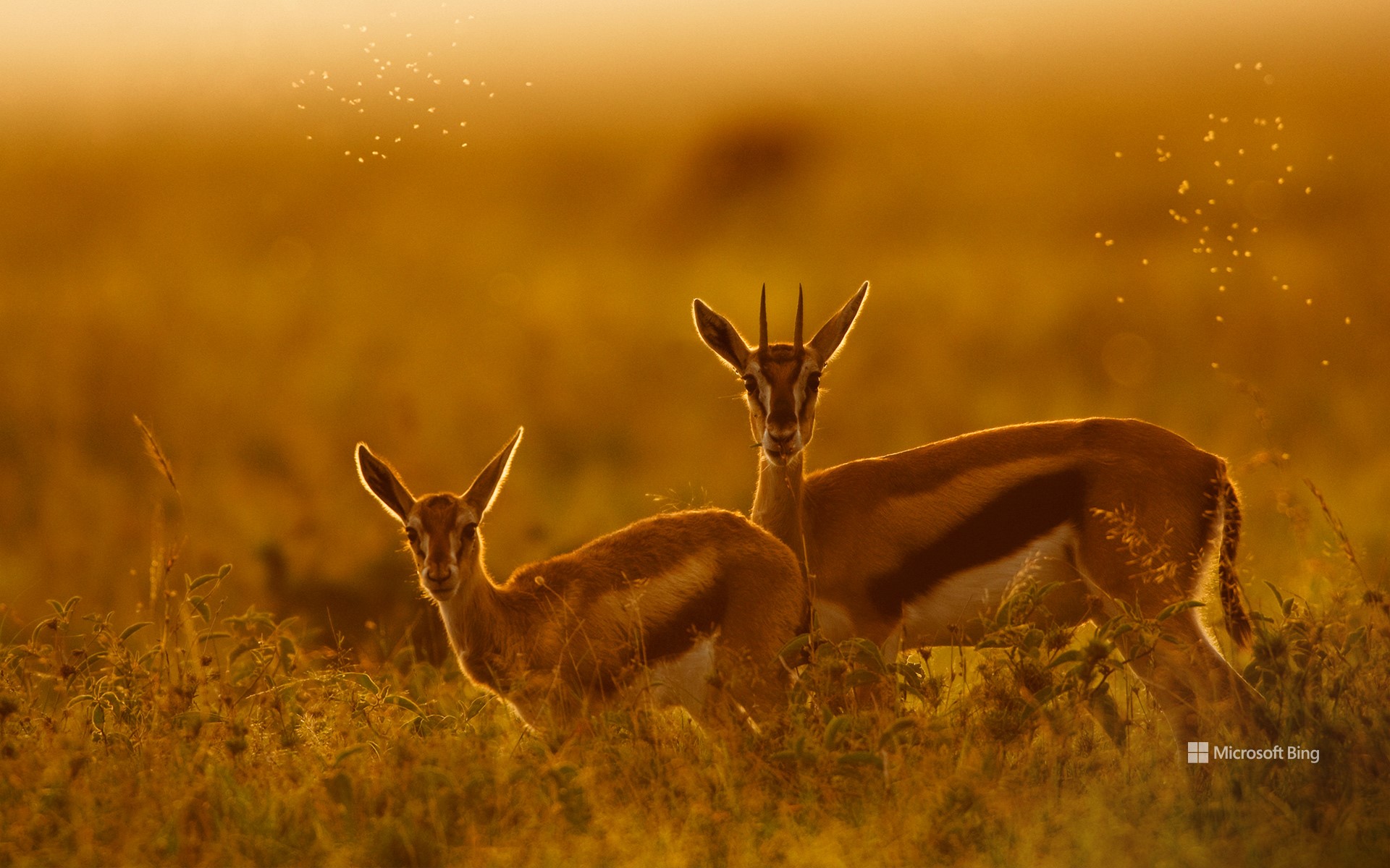 Thomson's gazelle mother and fawn, Maasai Mara, Kenya