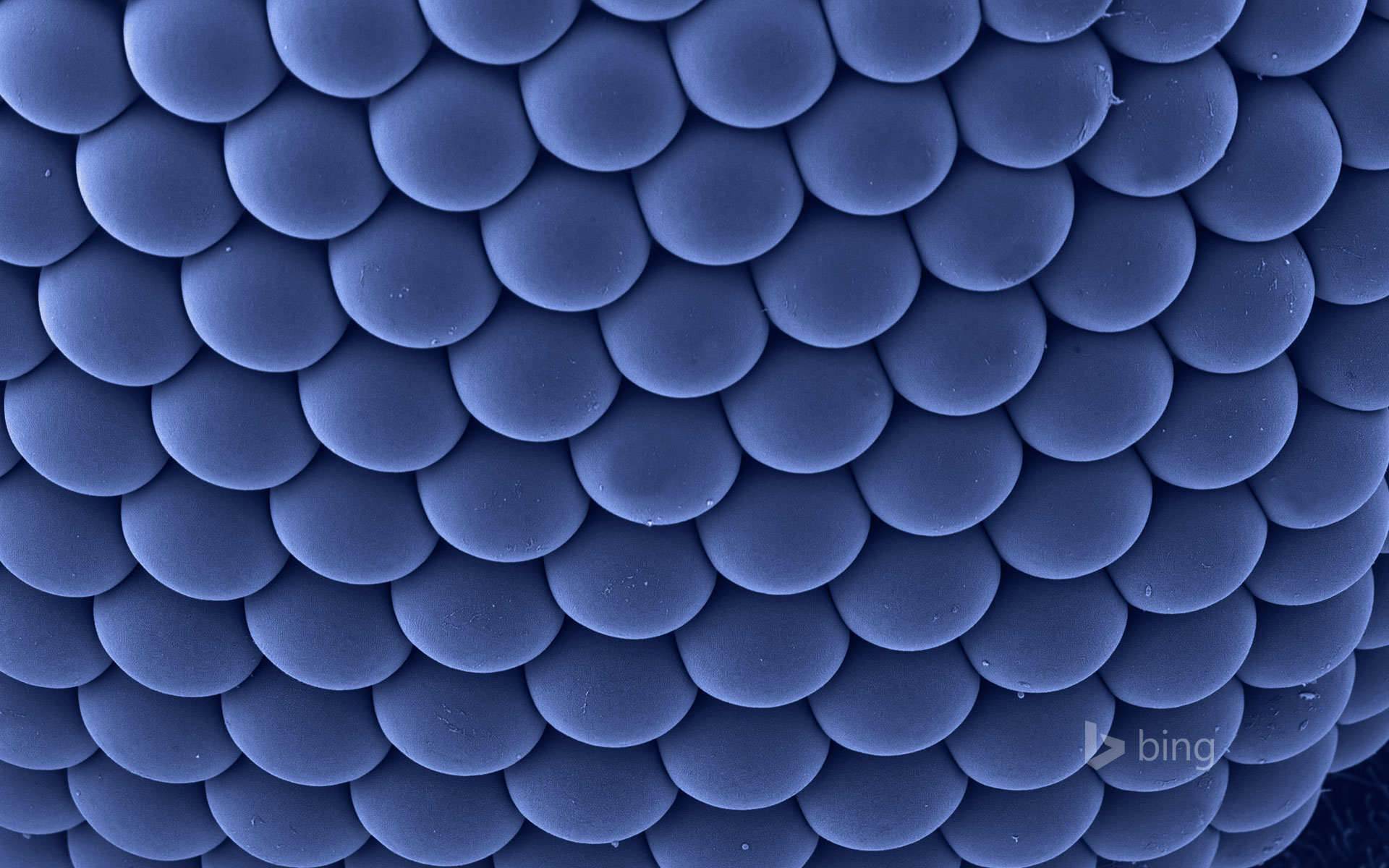 Compound eye of a female Asian tiger mosquito