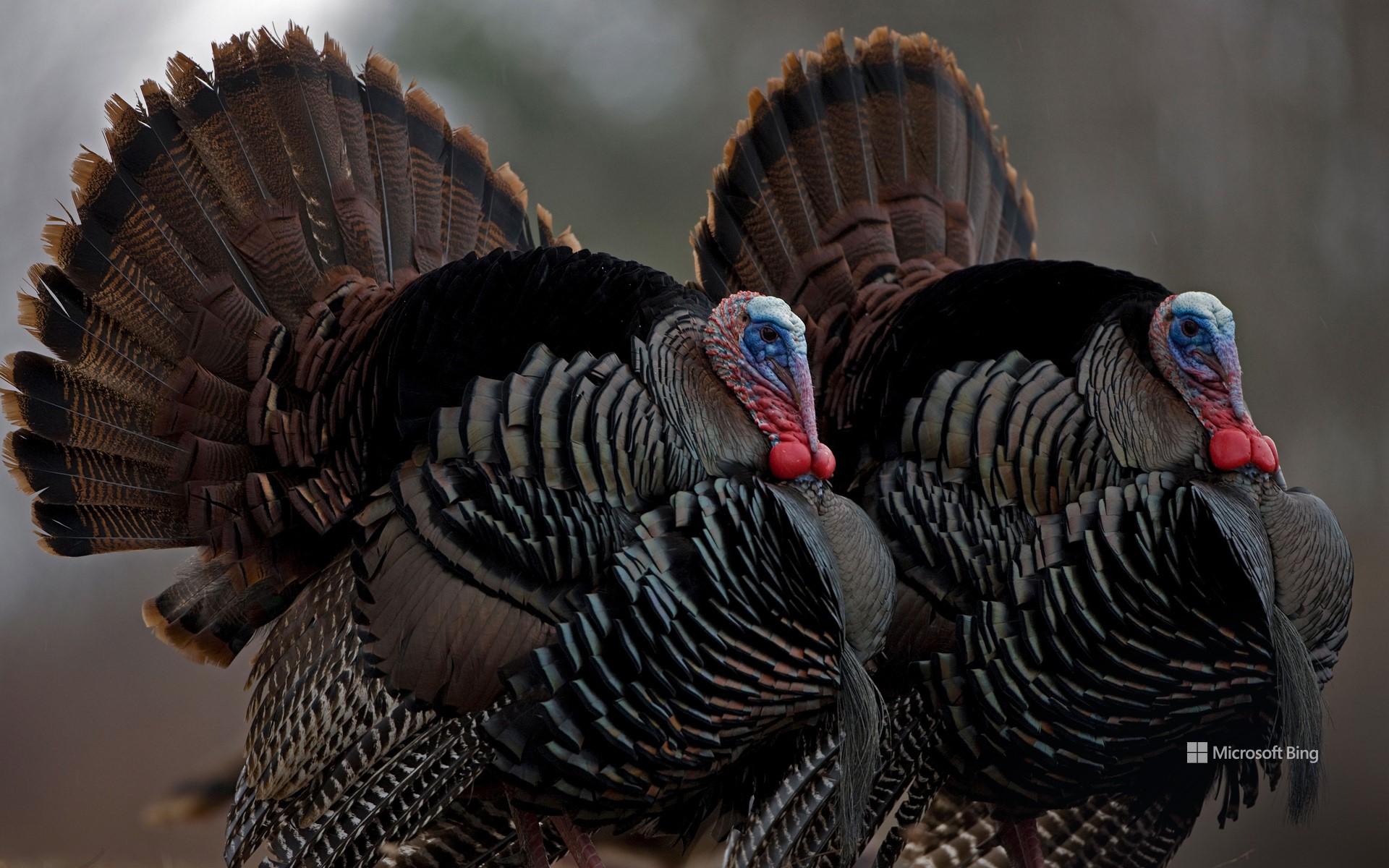 Wild turkeys, New York - Bing Wallpapers - Sonu Rai