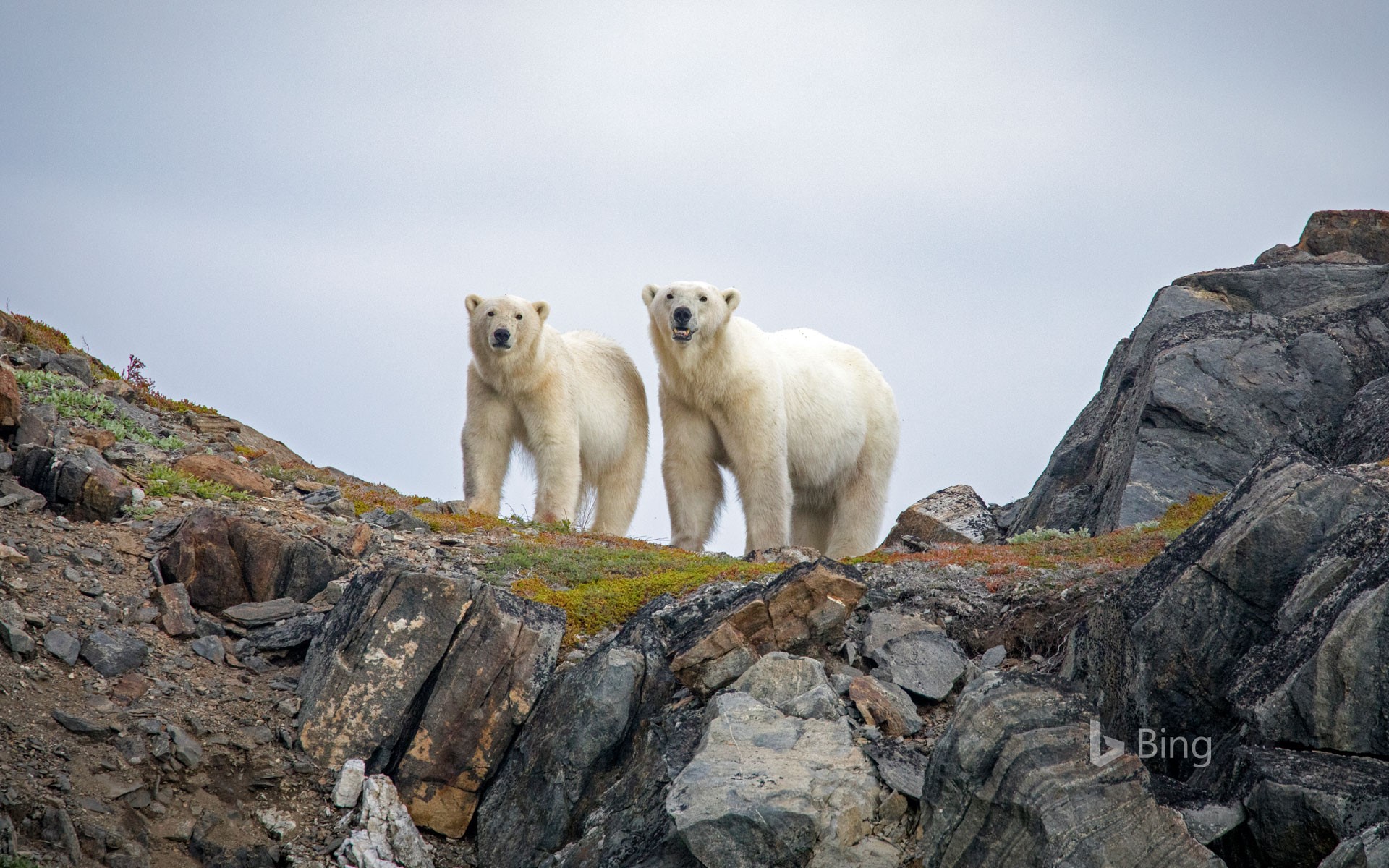 Polar bears in Torngat Mountains National Park, Canada
