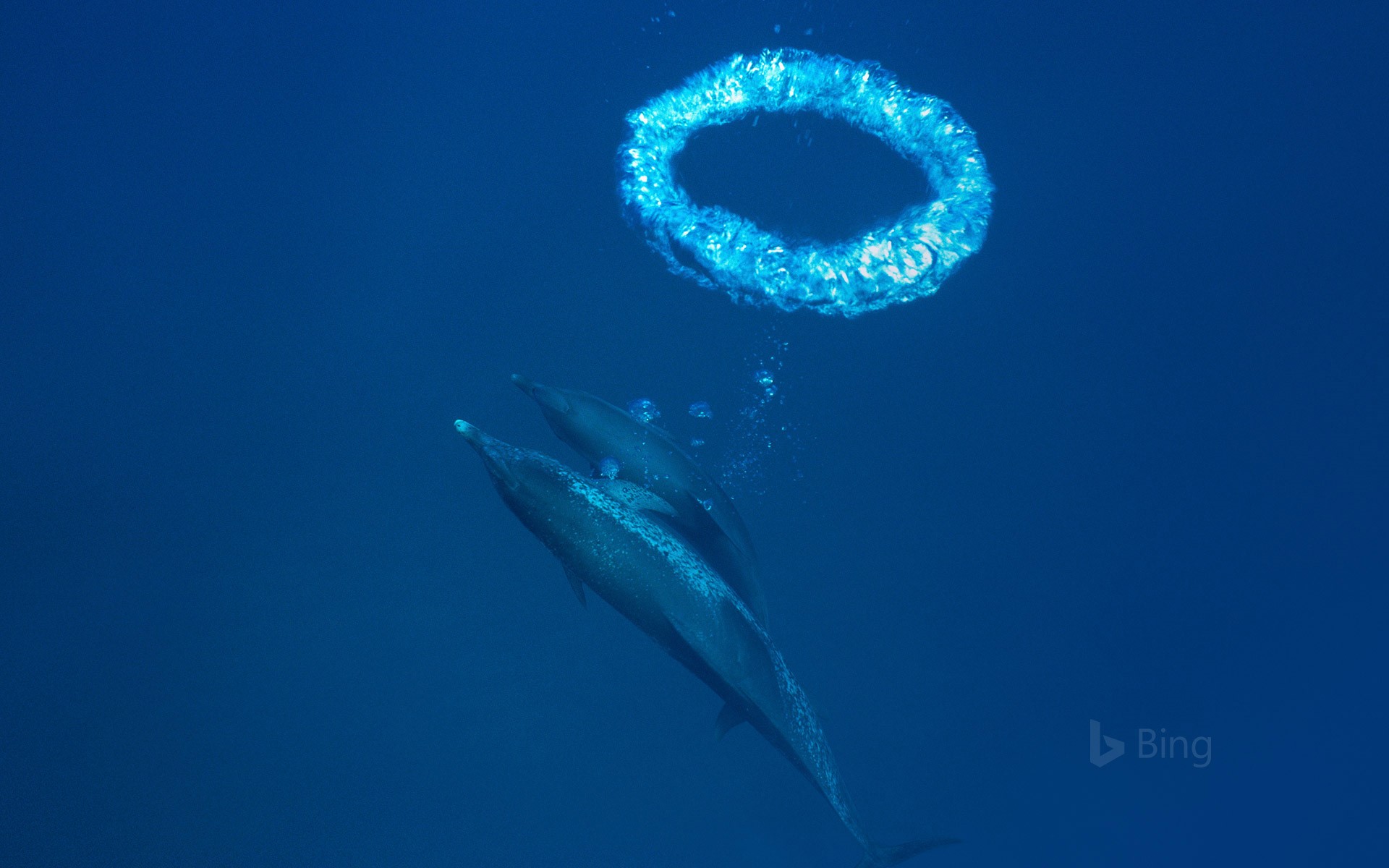 Atlantic spotted dolphins and bubble ring in Little Bahama Bank, Bahamas