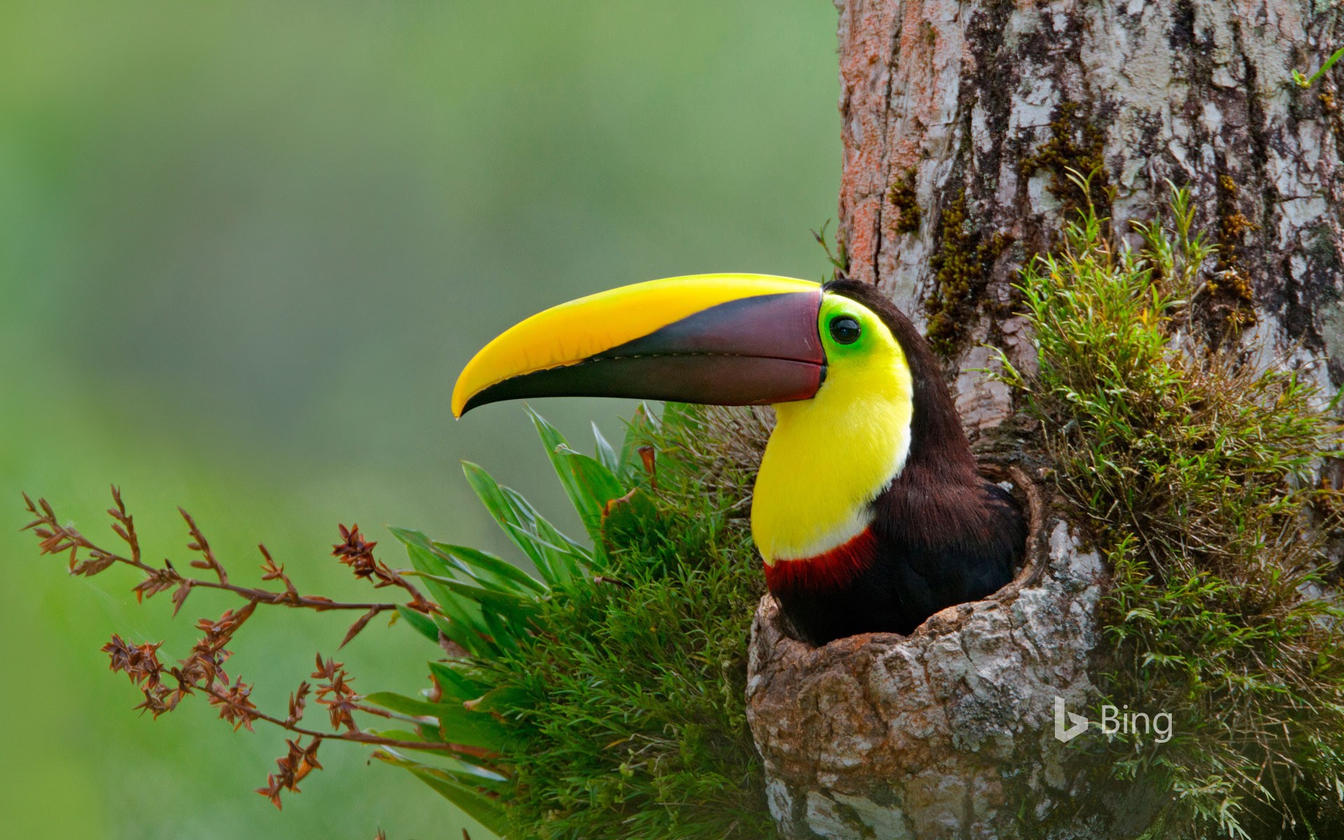 Chestnut-mandibled toucan nesting in the cavity of a tree, Costa Rica