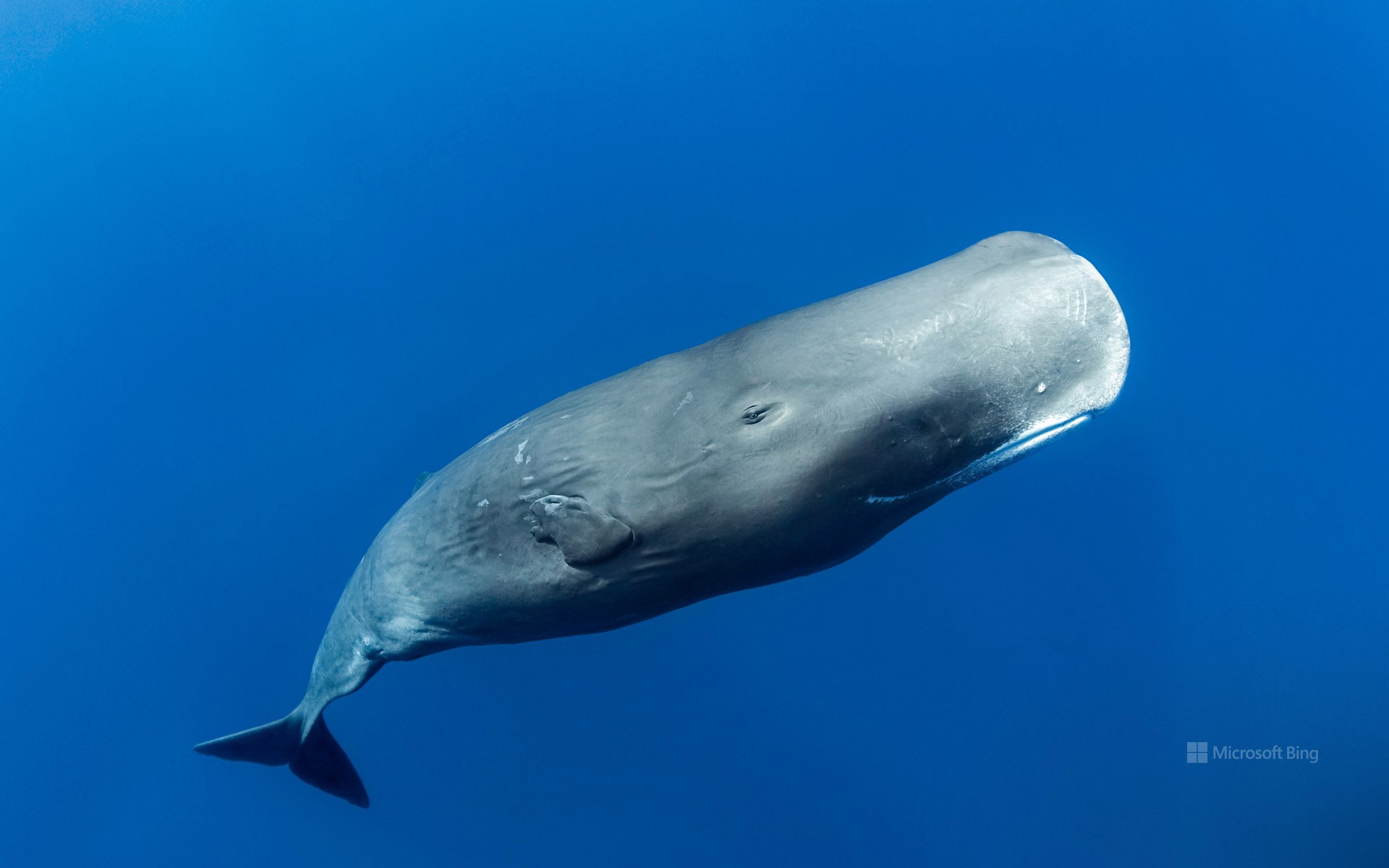 Sperm whale off the coast of Roseau, Dominica, in the Caribbean Sea