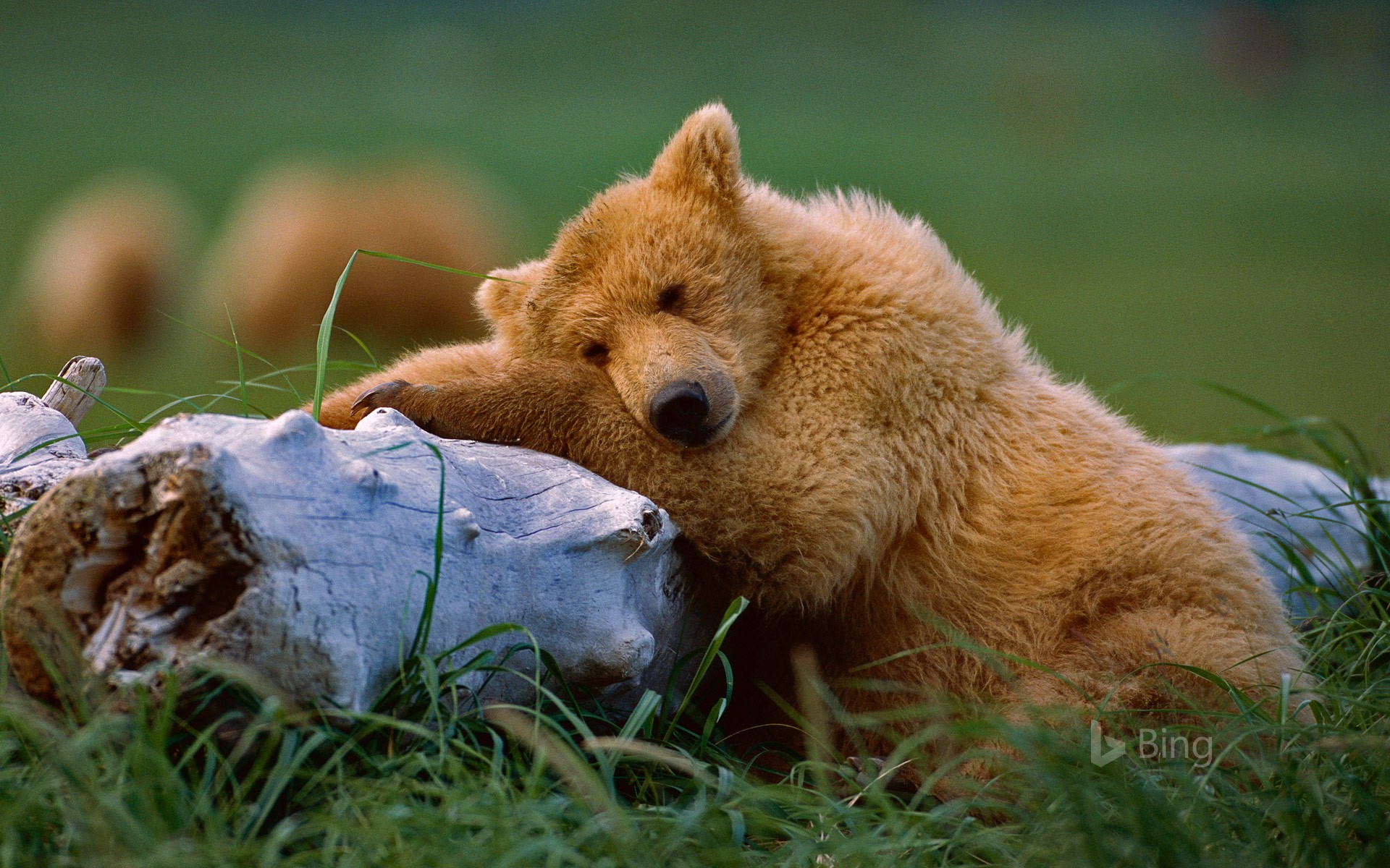 Napping grizzly bear cub, Katmai National Park and Preserve, Alaska