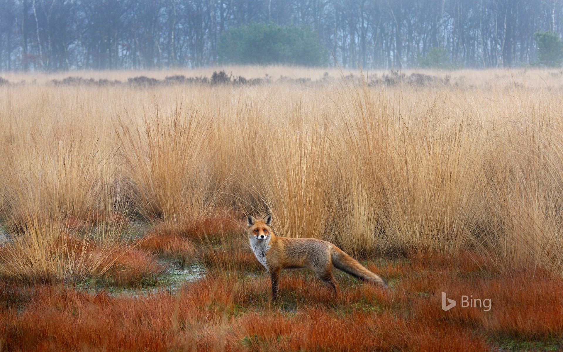 Red fox in the Netherlands