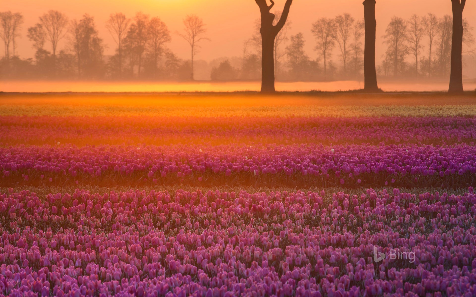 Tulips near the village of Grolloo in Drenthe province, Netherlands