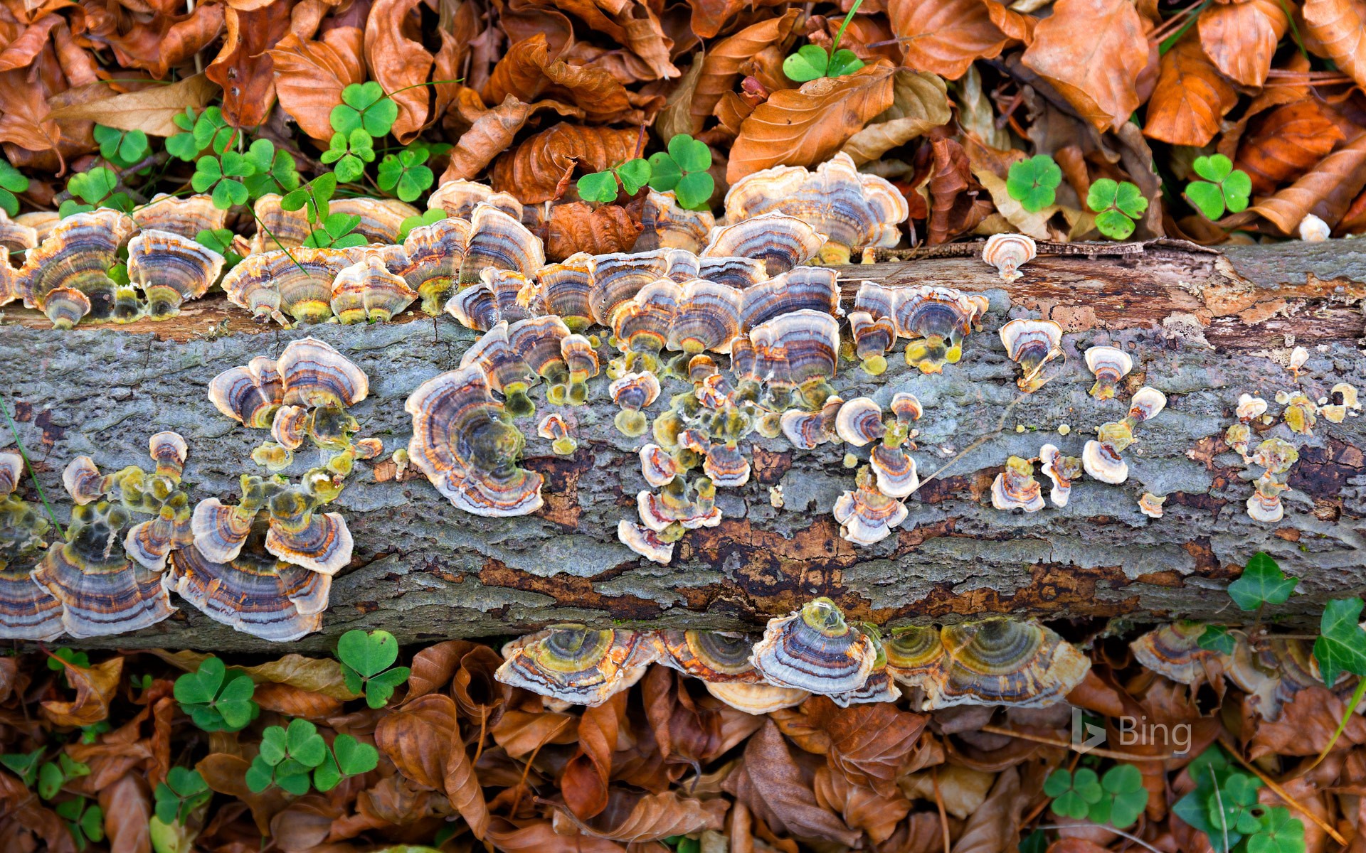 Turkey tail fungus in Gorbea Natural Park, Spain