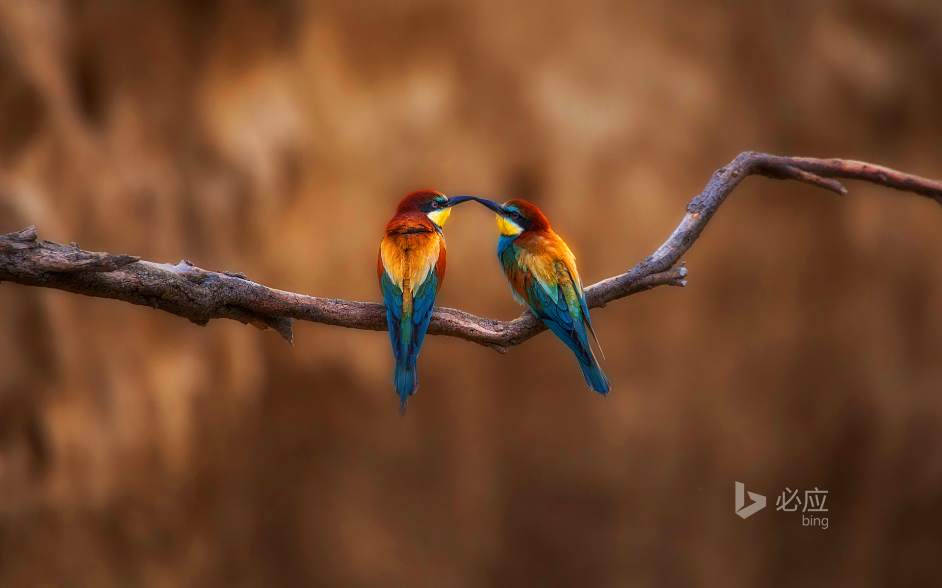 Two birds resting on a branch