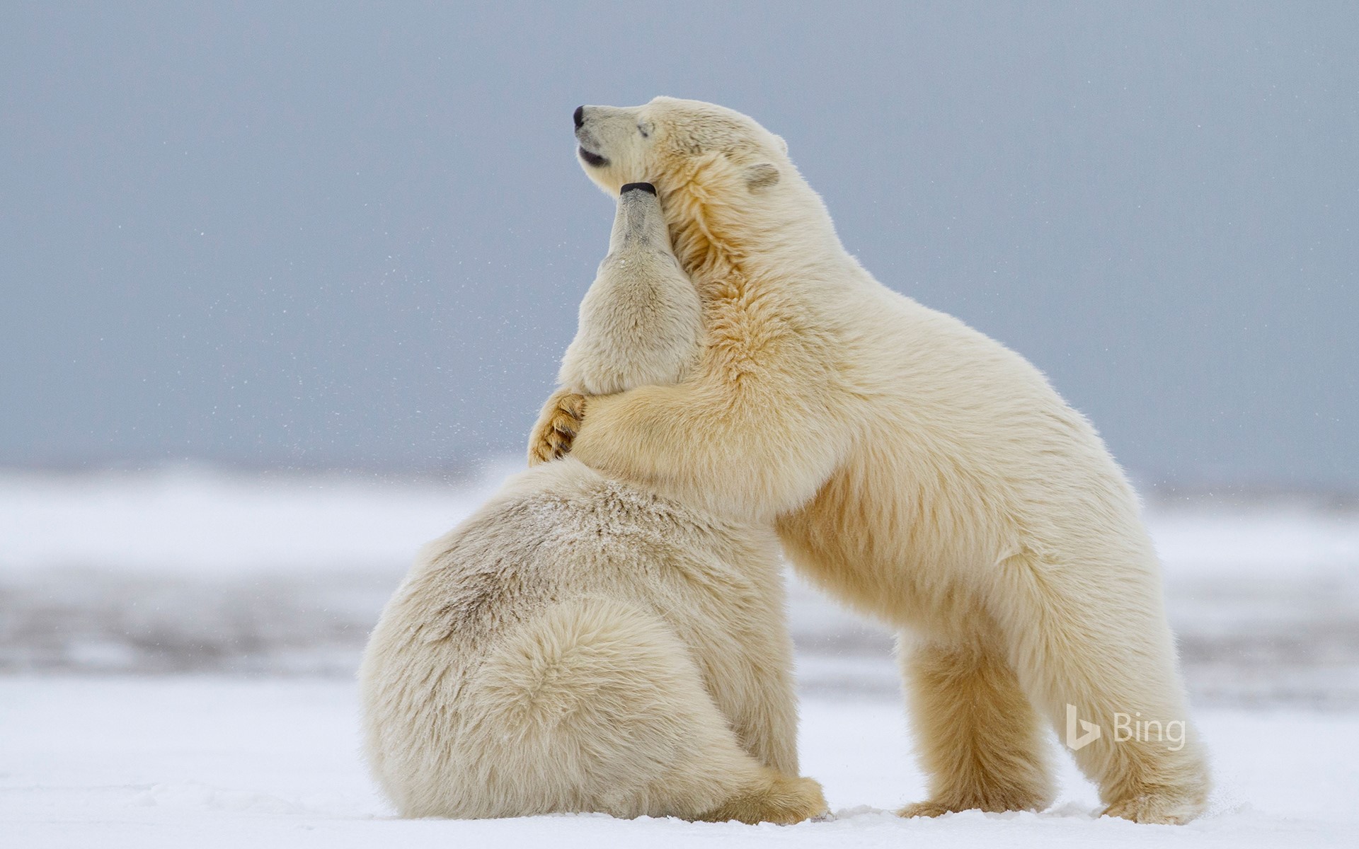 Polar bear cubs playing in Kaktovik, Alaska