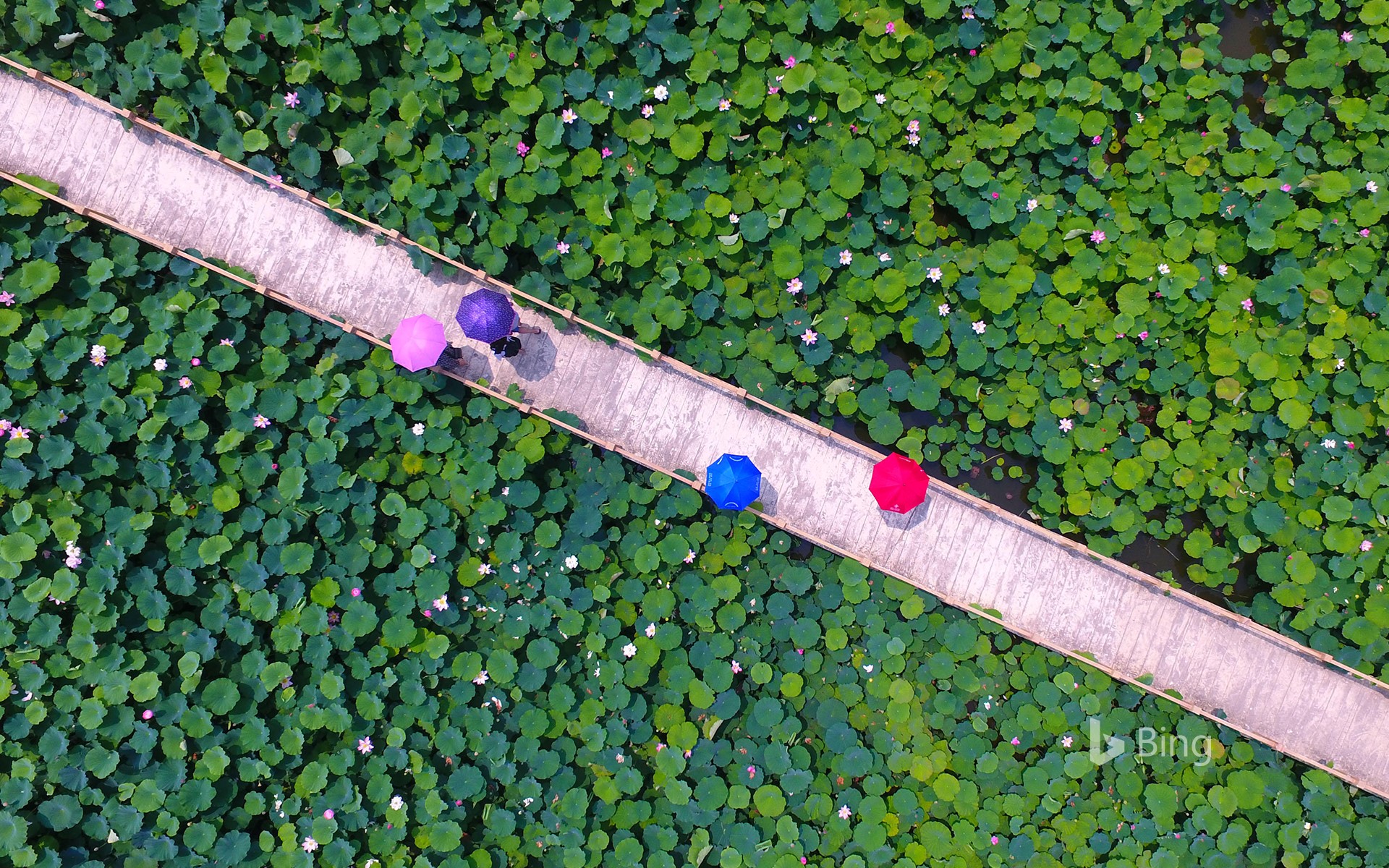 [Small Summer Today] Tourists watch lotus flowers at Yunhe Wetland Park in Taierzhuang District, Zaozhuang, Shandong, China