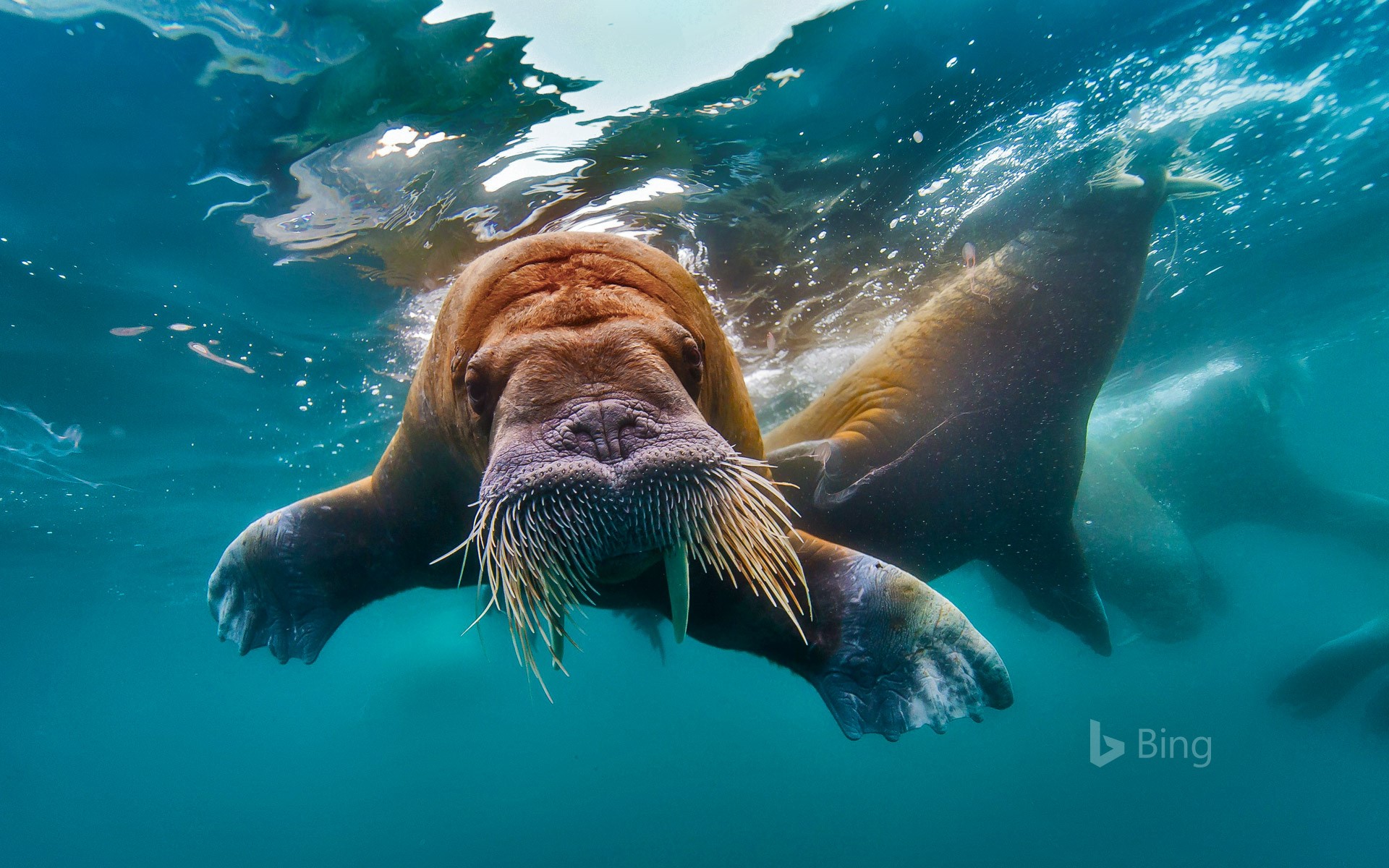 Walrus swimming in the Arctic Ocean